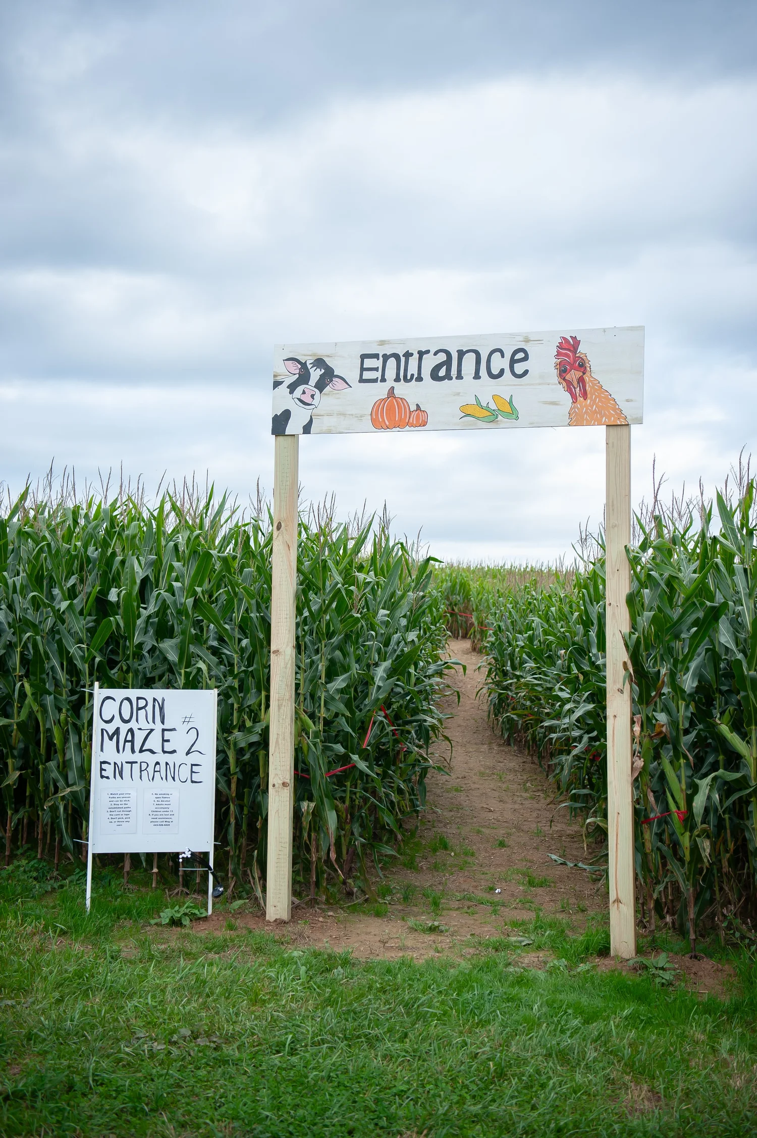 The entrance path into the Maple Border Farm corn maze