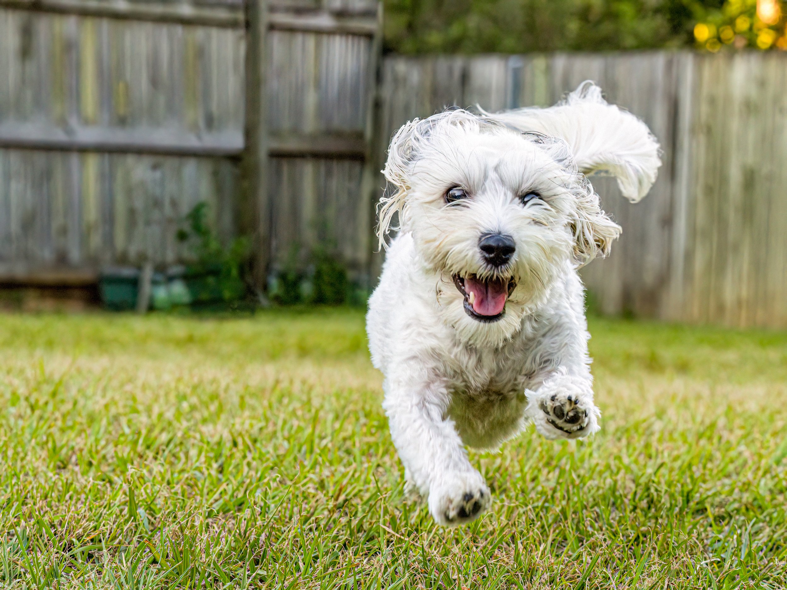 Preparing for a pet photoshoot