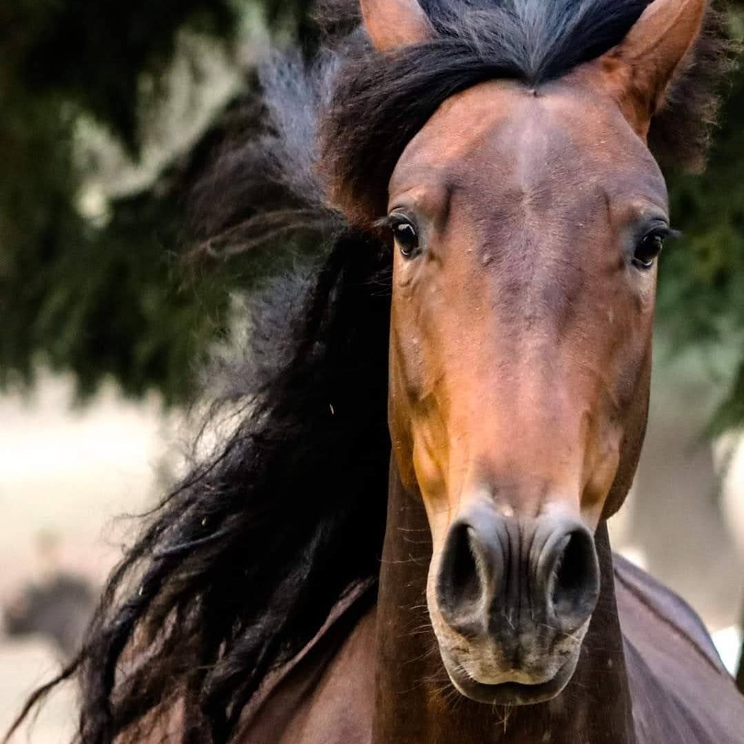 Aeiry, running free and wildish as can be.