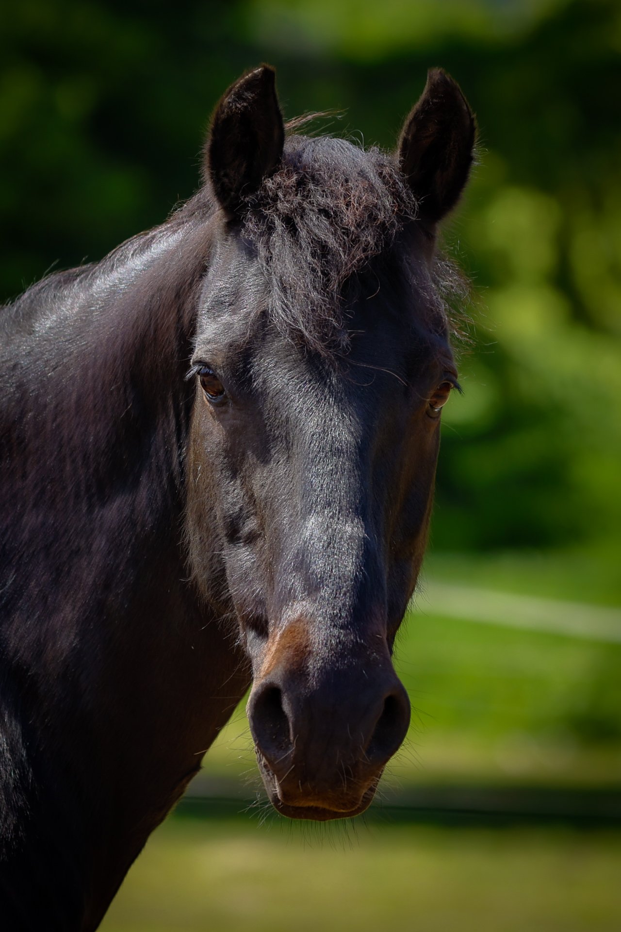 Our slaughter rescue pony, Paddy, in his last days before being laid to rest due to cancer