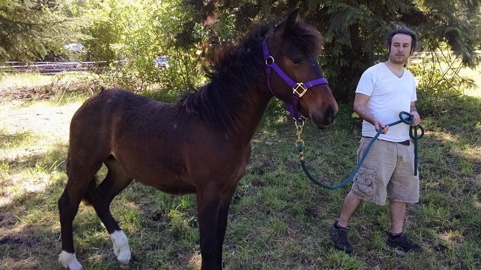 Aeiry, 1 year old, immediately after being rescued from the slaughter lot