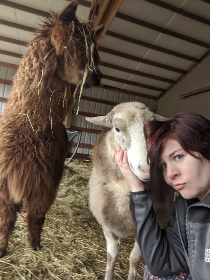 Charlie and Penuche the alpaca, visiting for snuggles