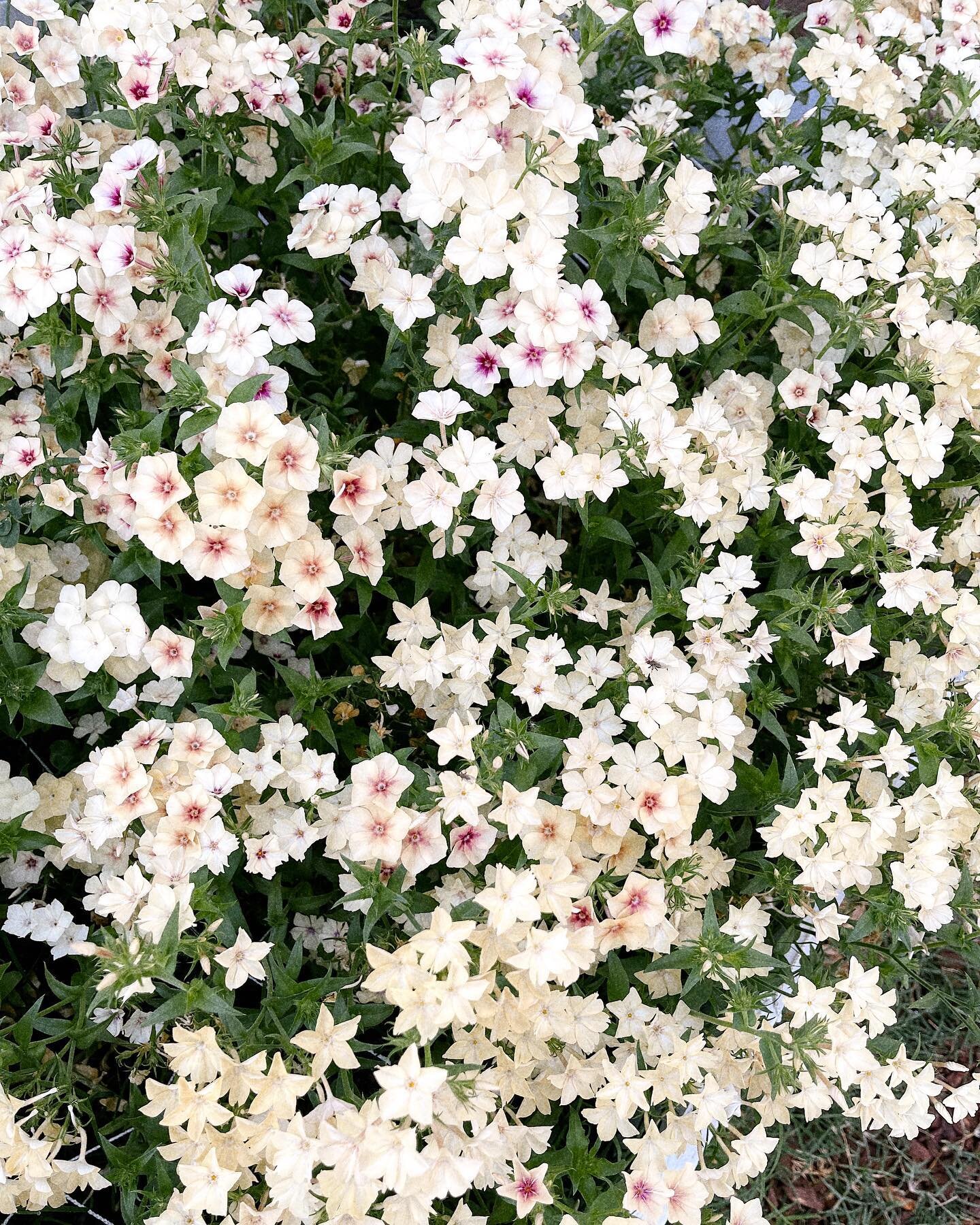 A sea of little stars ✨ Phlox in the shade &ldquo;creme br&ucirc;l&eacute;e&rdquo; and &ldquo;cherry caramel&rdquo; &mdash; definitely a fan favorite this year! //