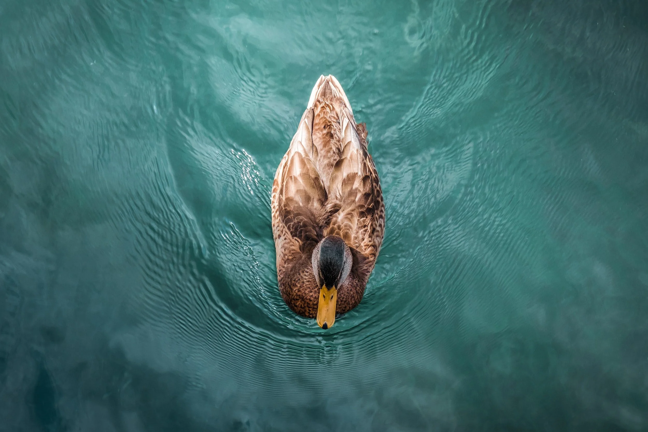 The Freedom in Truth–Regardless of the ‘When’