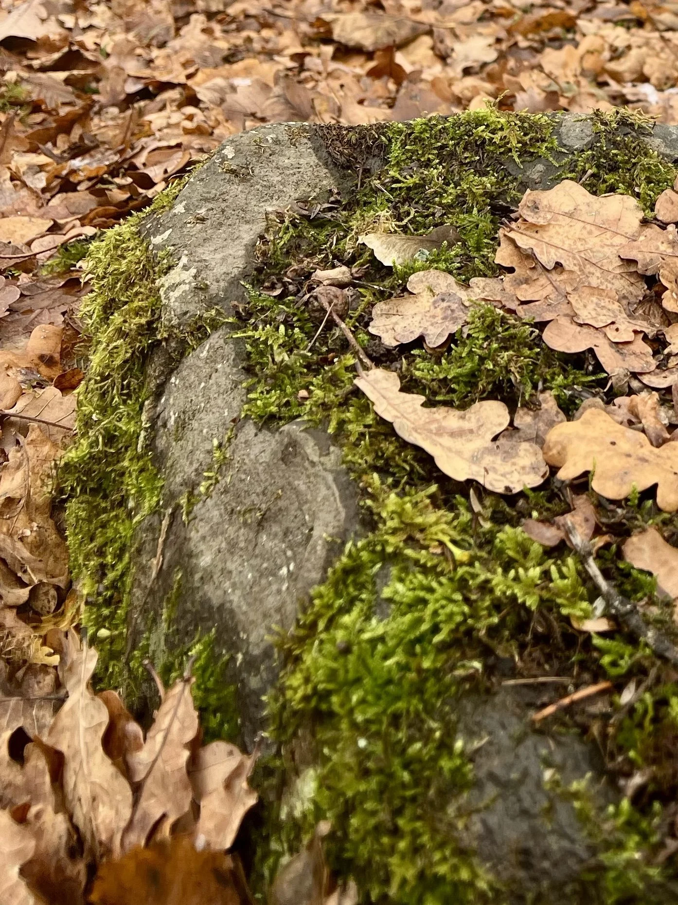 25-11-20 12-06-39 5064.jpg