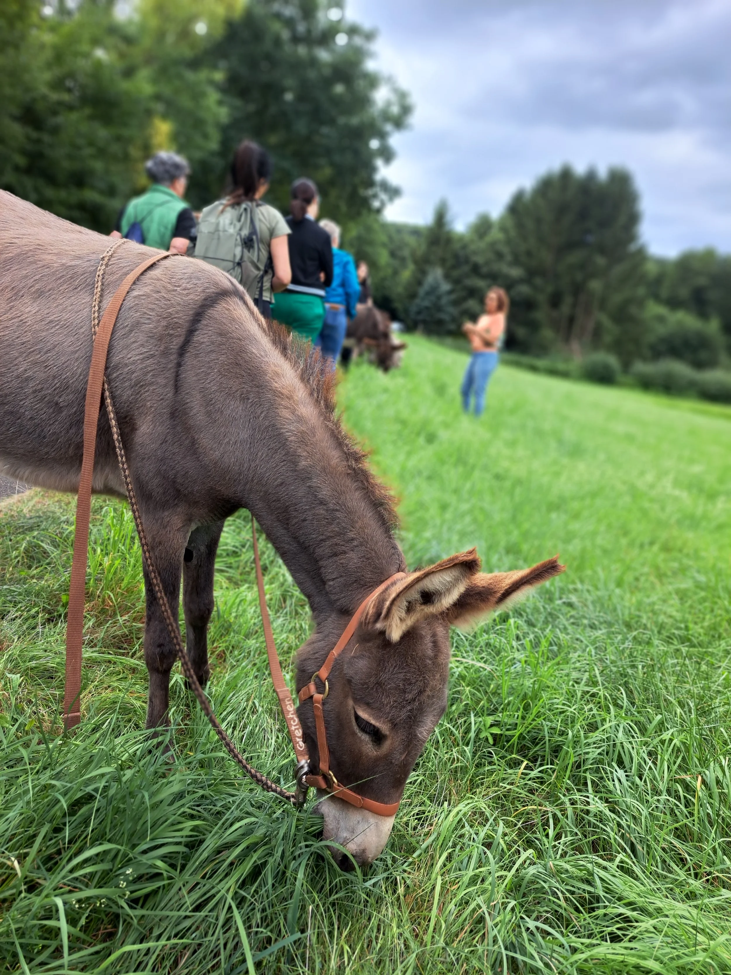 Kräuterwanderung mit Eseln & wildem Imbiss