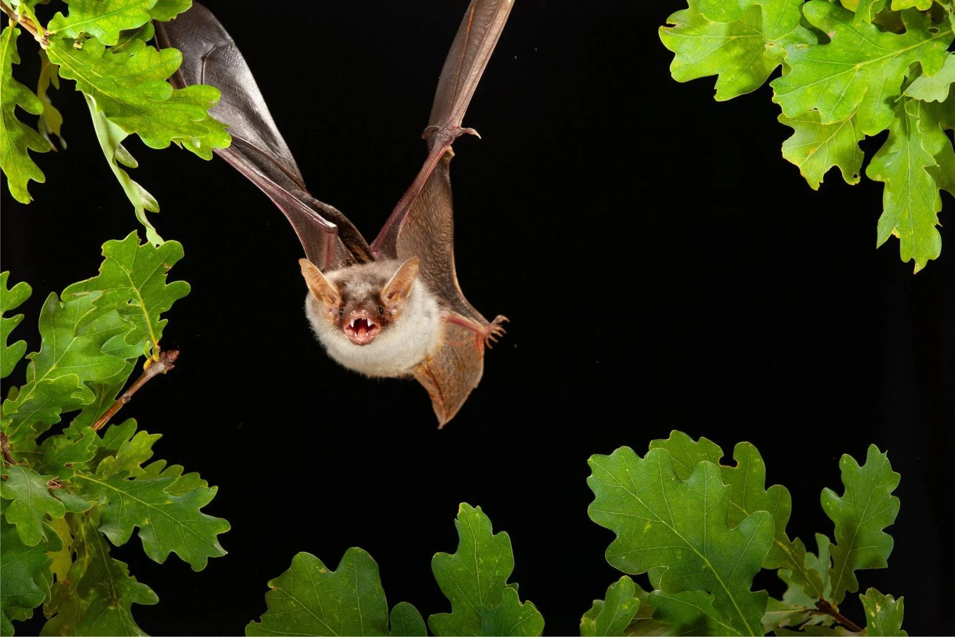 Erlebnis Fledermäuse im Hist. Kupferbergwerk Fischbach