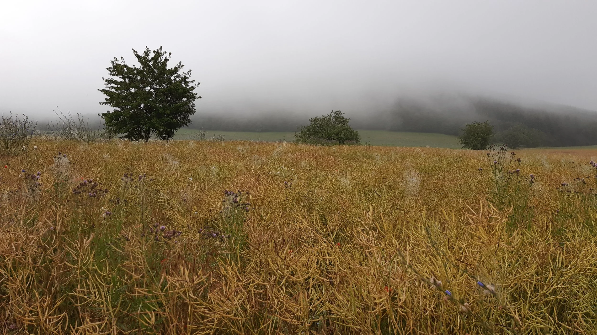 Nebel- & Schlechtwetterwanderung