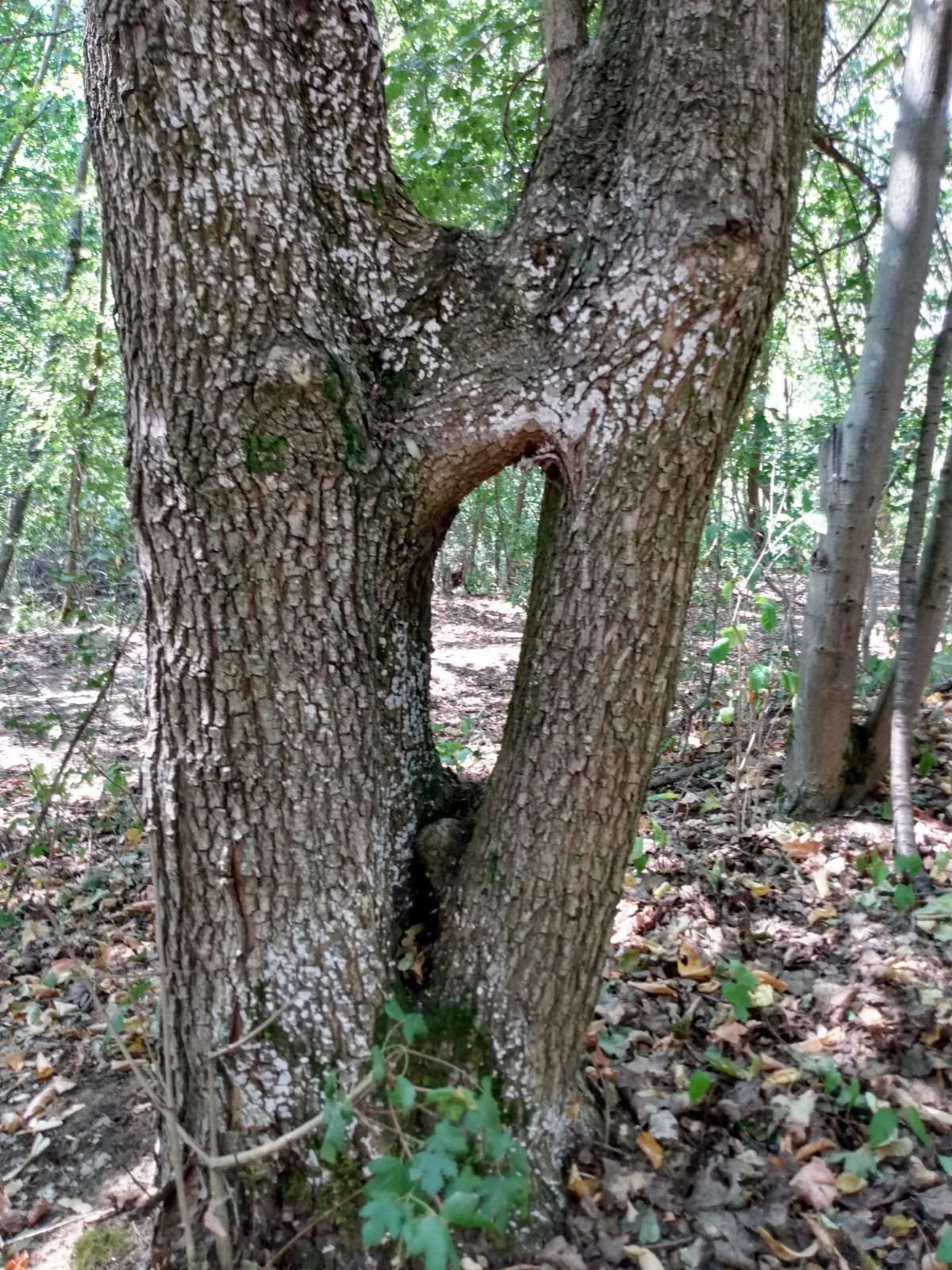 Geomantische Begegnung mit Kraftplätzen im Nationalpark Hunsrück Hochwald