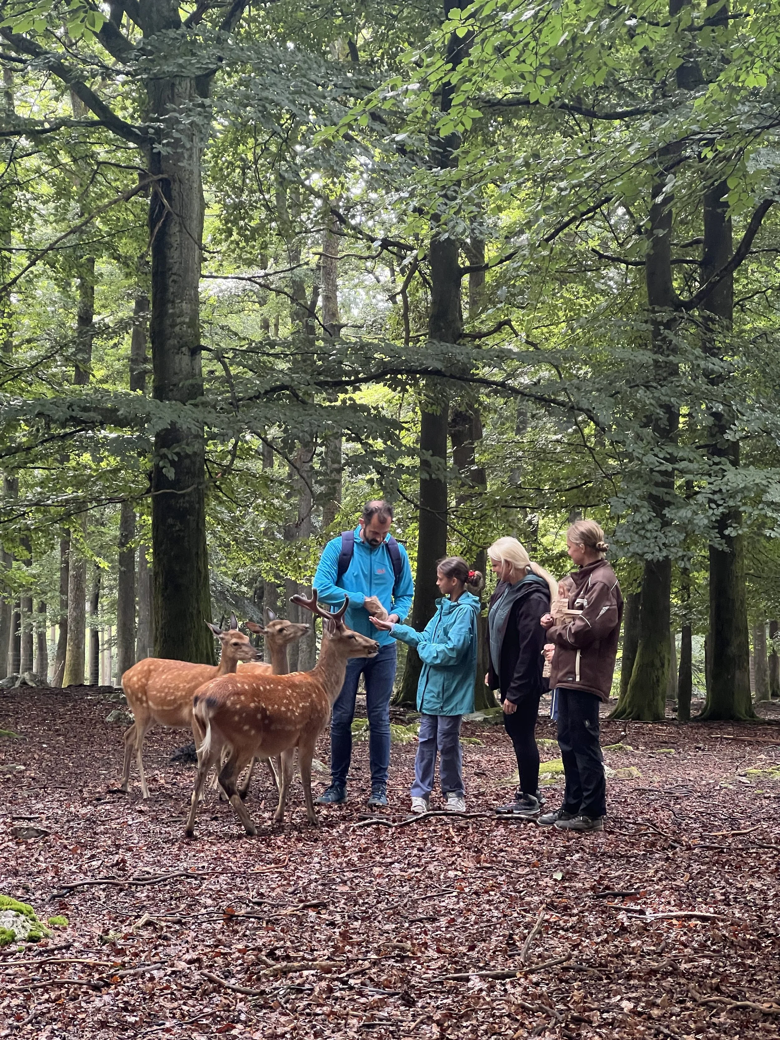 Familienabenteuer im Wildfreigehege Wildenburg