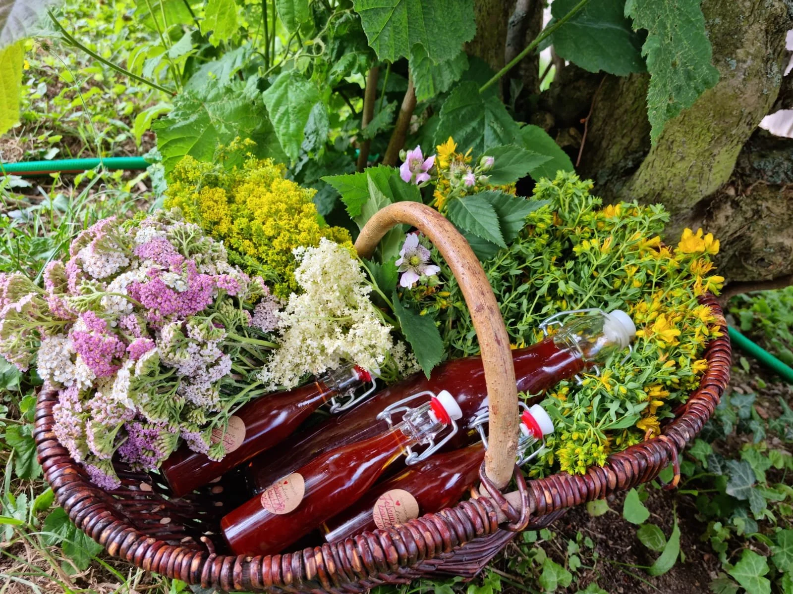 Sommerkräuter im Hahnenbachtal