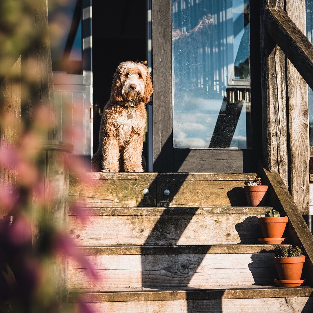 Beautiful food, with beautiful people, in beautiful places. It's so good to finally be able to see friends again
.
.
.
.
.
#kernow #coastalliving #cornwall #cockapoo #cockapoolife #cockapoosofinstagram #lovecornwall #beautifulcornwall #getoutside #un