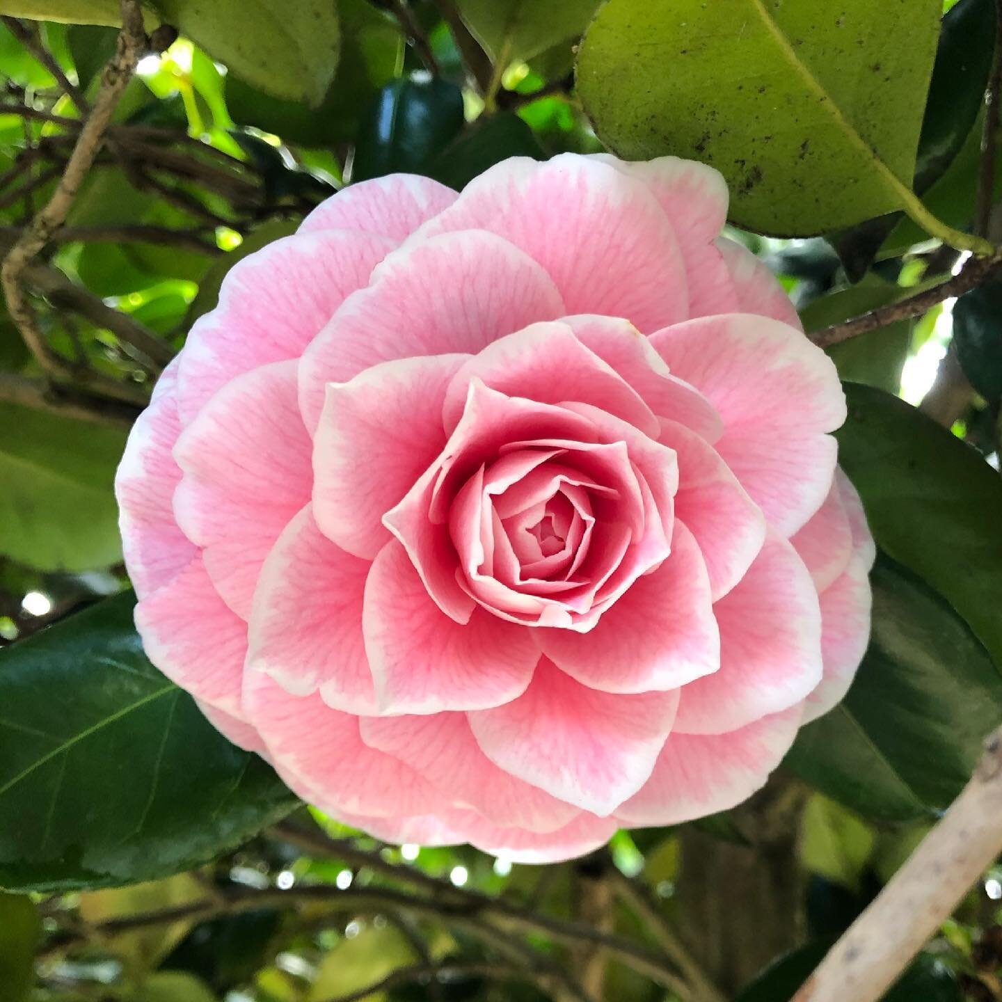 There is something exquisite about the first camellia flower on this tree. Each one is so perfect and mesmerising with its symmetry and colours. After the yellow that first creeps into the garden first after the winter, this camellia bursts into pink