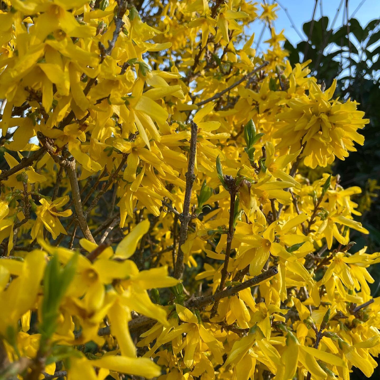 This forsythia is really bringing all the life to the garden. Its so bright and almost looks like feathers from afar, it glows even on the darkest days but is looking particularly glorious in the sunshine today. 

What&rsquo;s exciting is that I can 