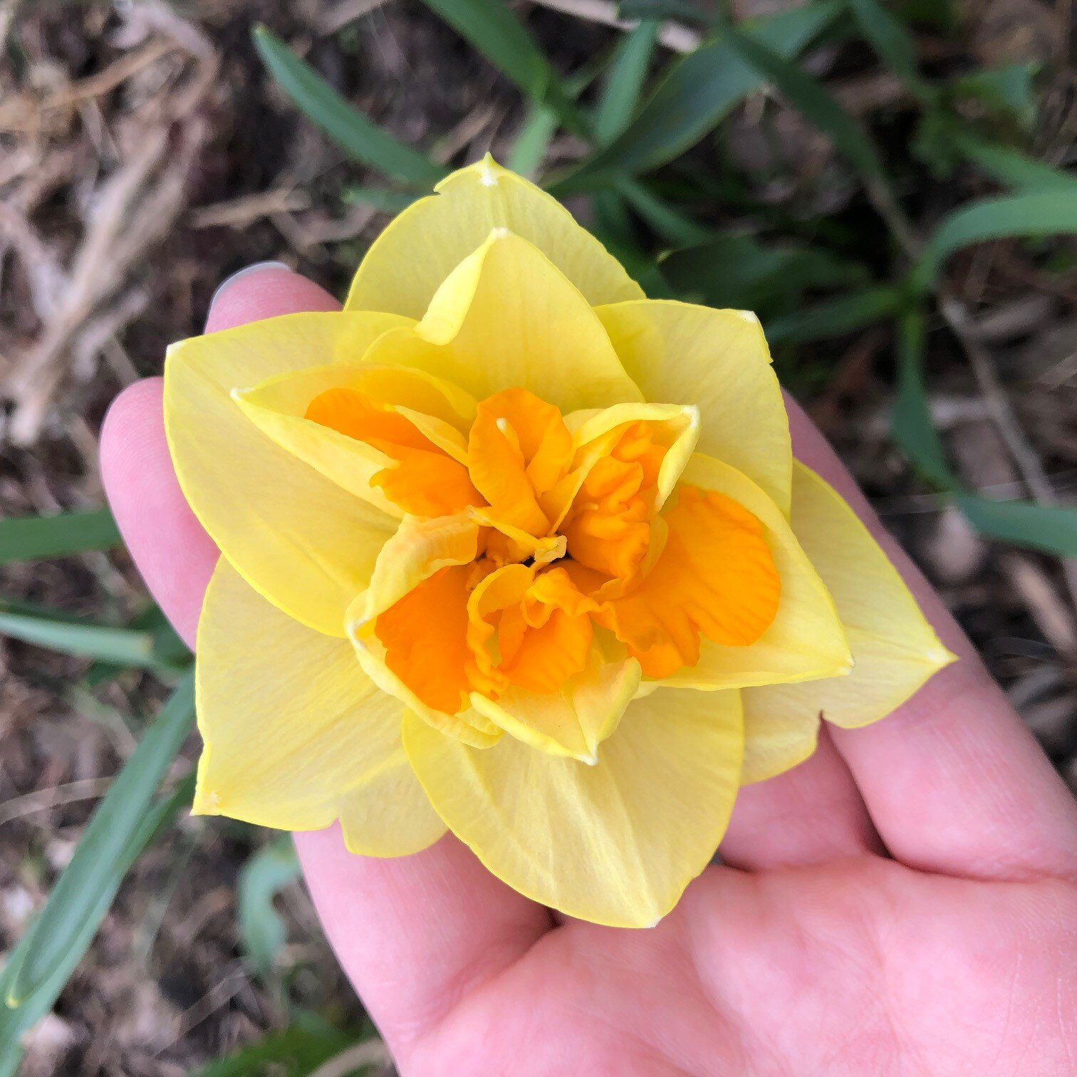 double daffodils.jpg
