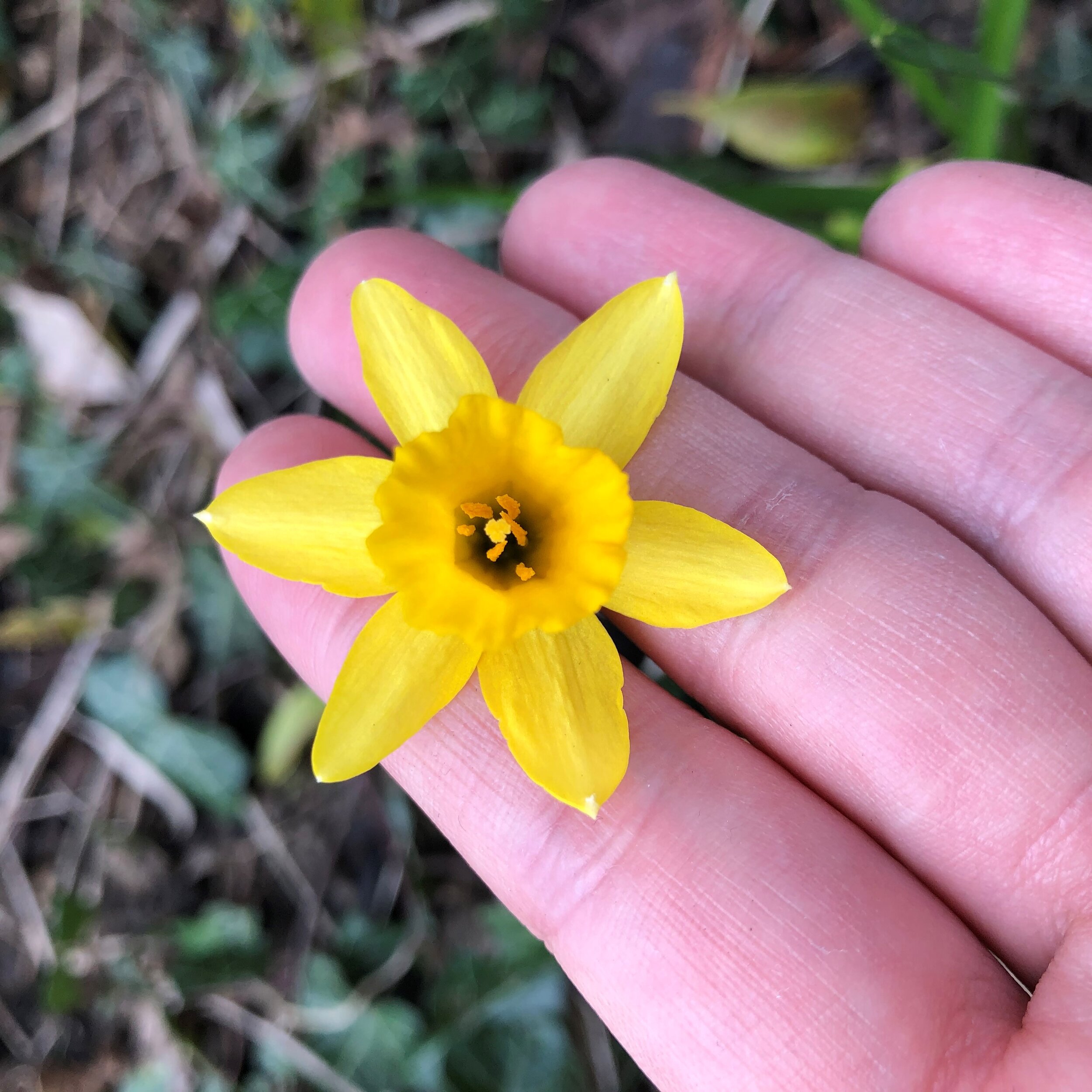 tiny daffodils.jpg