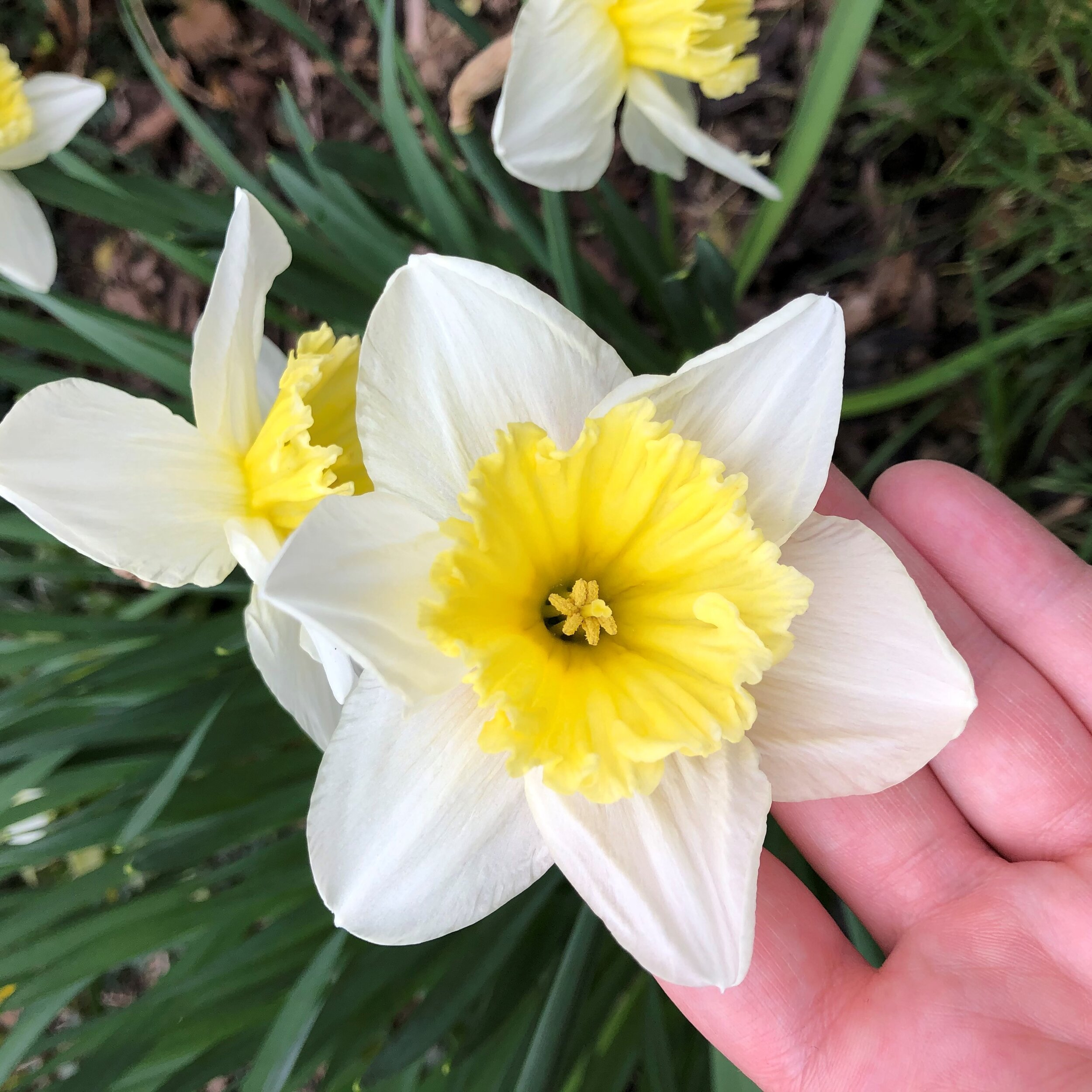 growing daffodils.jpg