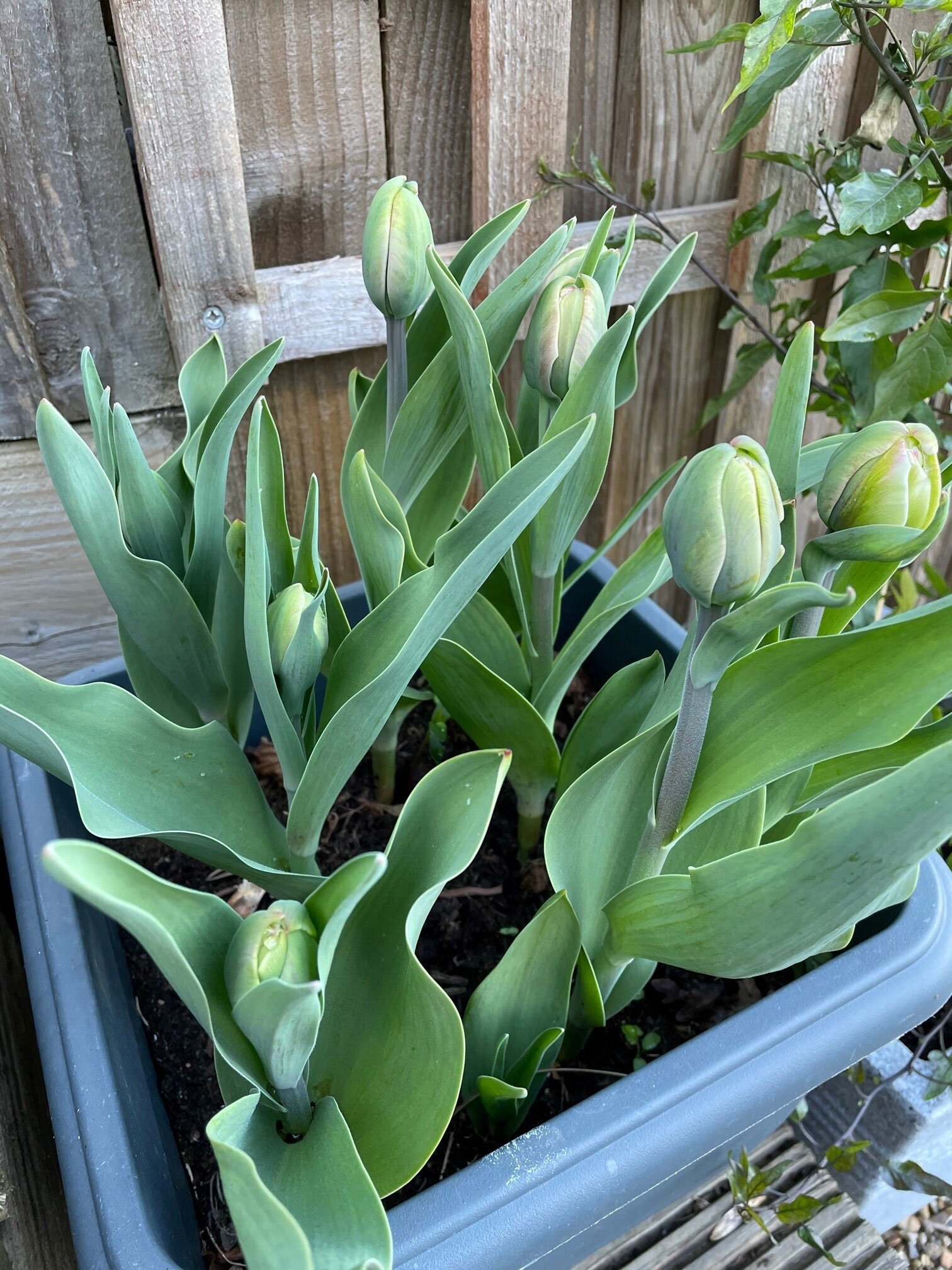 tulip+buds.jpg