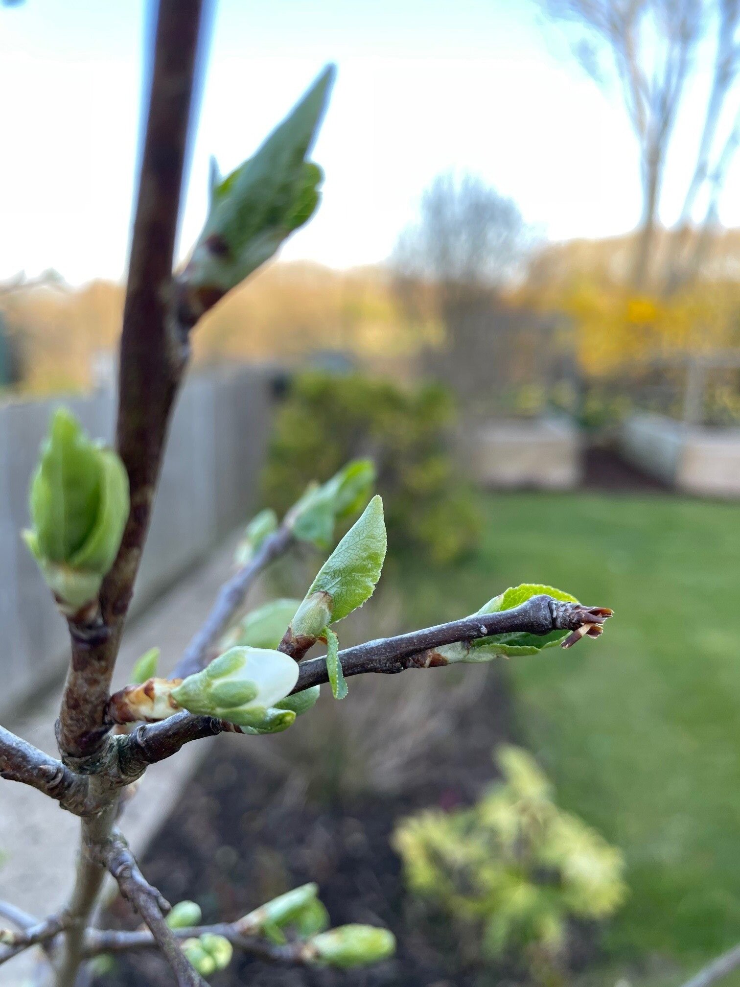 plum+tree+in+spring.jpg