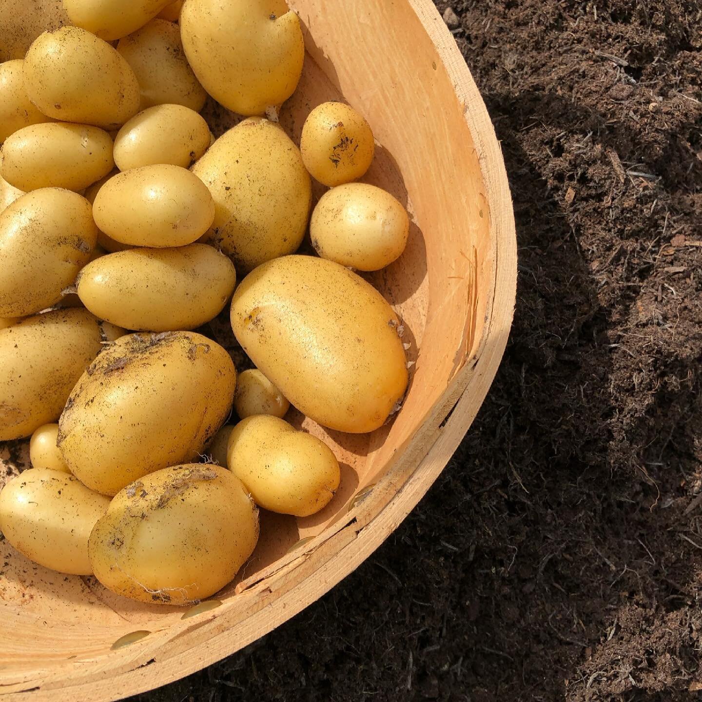 Potatoes! A staple for every meal in my opinion. And there is nothing better than homegrown freshly made potato salad alongside a BBQ in the summer. 

I grew potatoes for the first time last year and am totally addicted. I&rsquo;ve got more bags to g