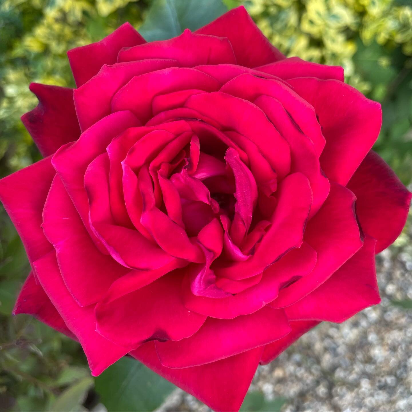 How could I not put this beauty on the grid? 

Roses are definitely one of my favourite flowers, but looking at them closer this year has made me realise how different each one is. And that in turn reminds me of how unique we all are and how we can b