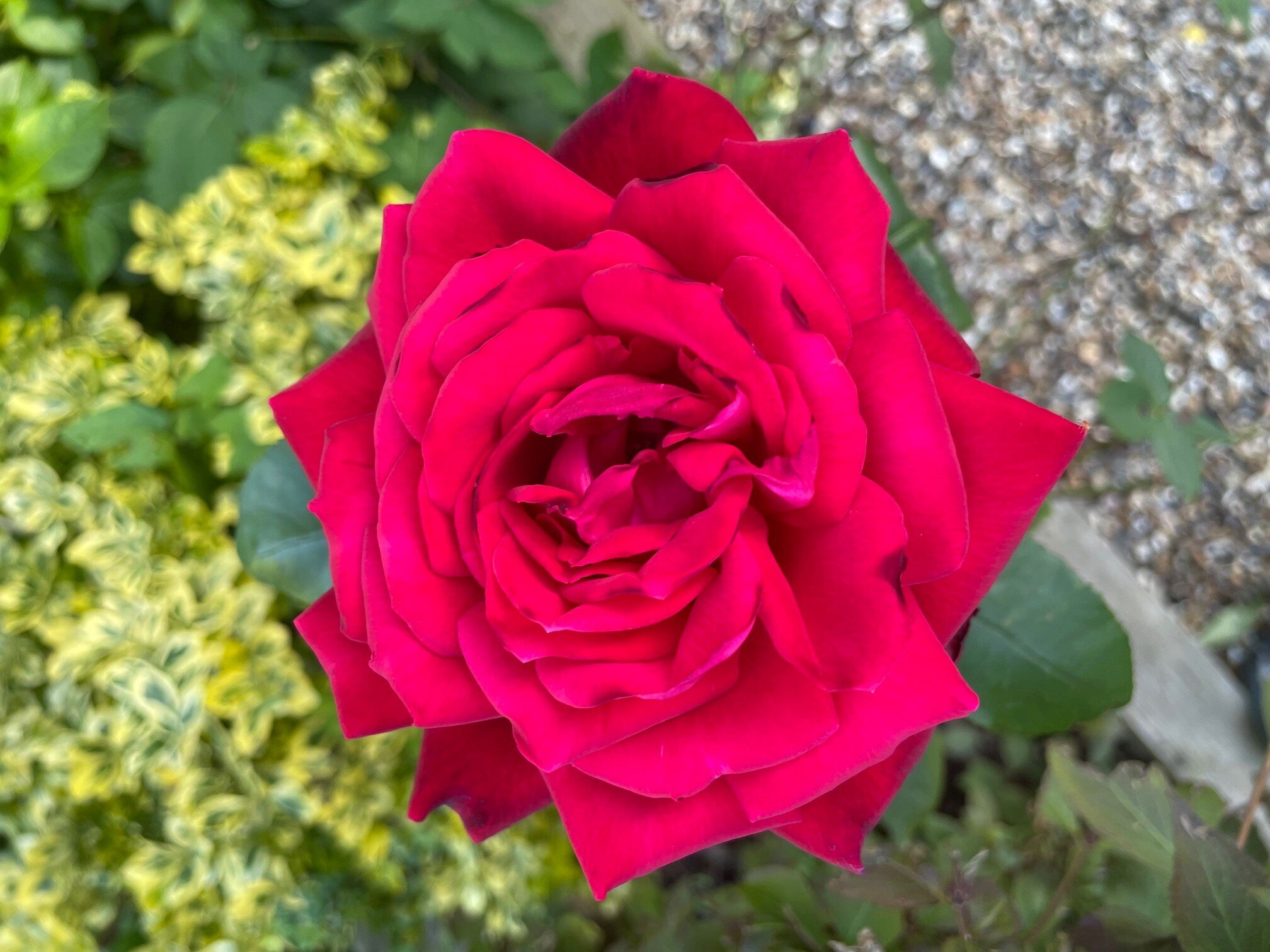 summer rose.jpg