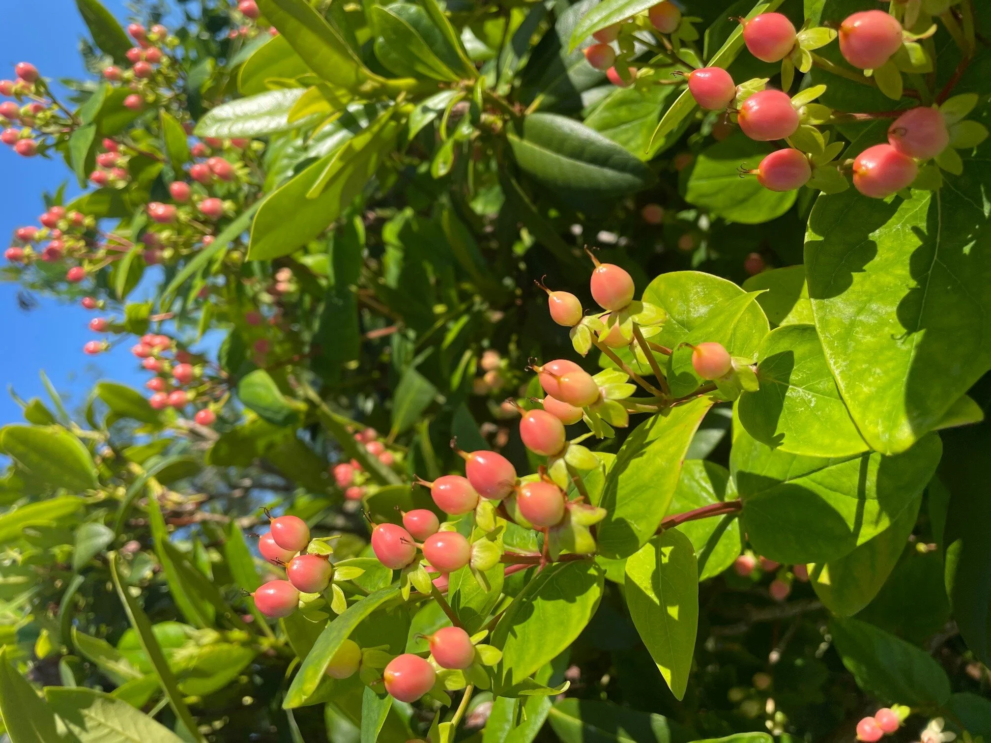 hypericum.jpg