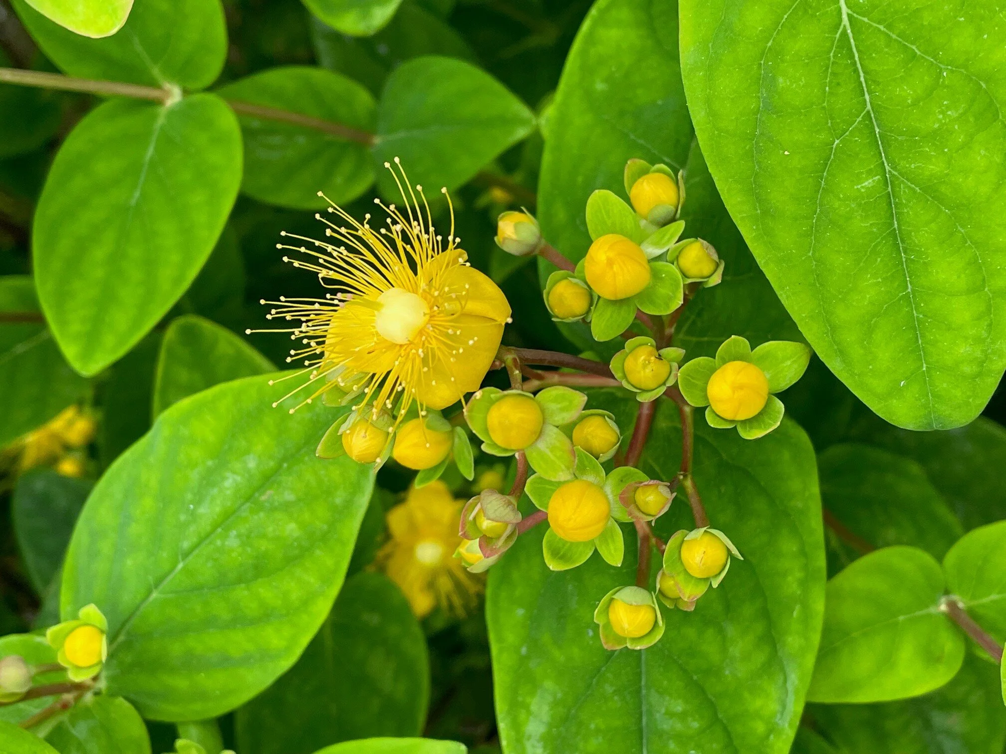 hypericum2.jpg