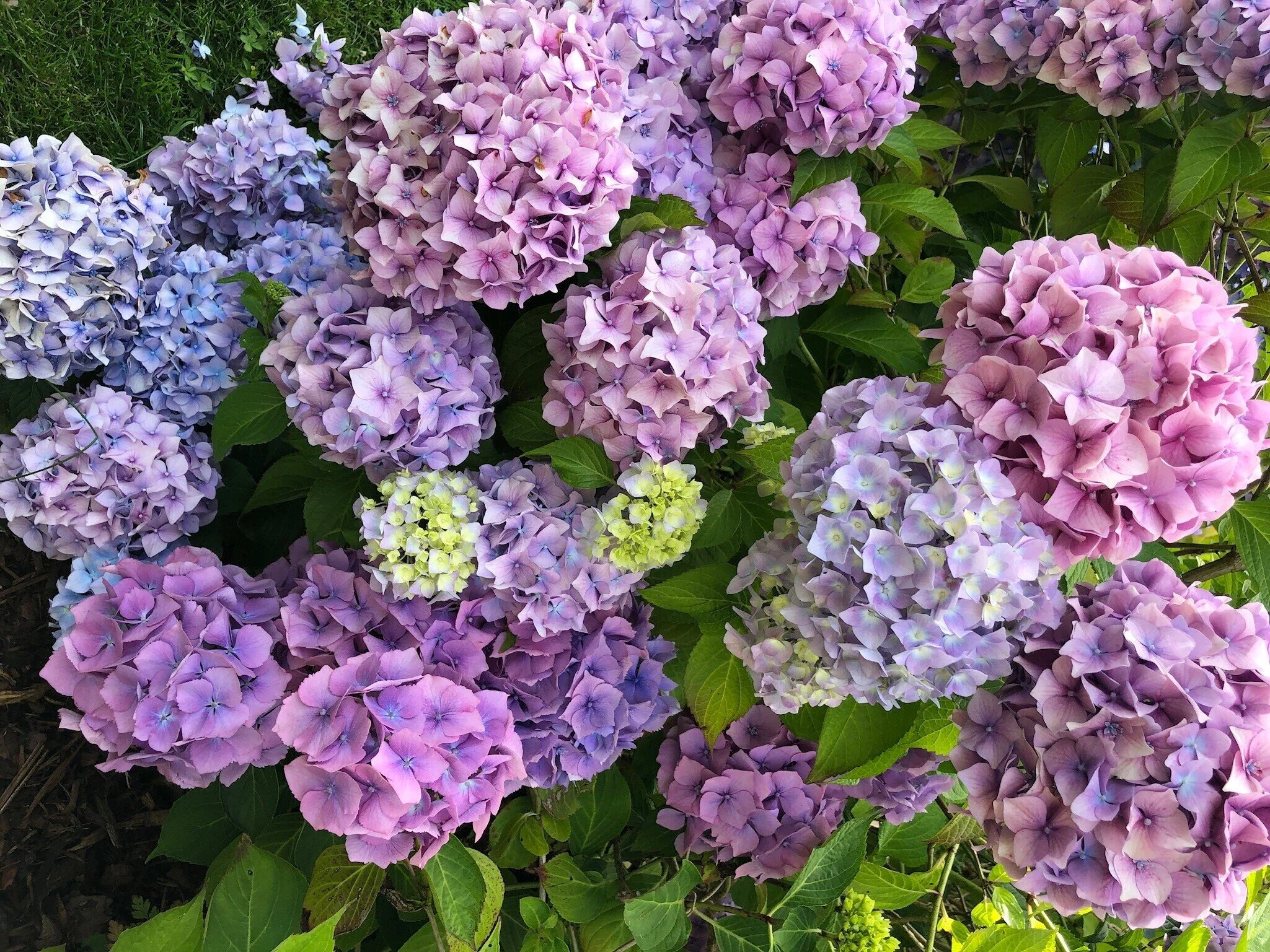 hydrangea in bloom.jpg