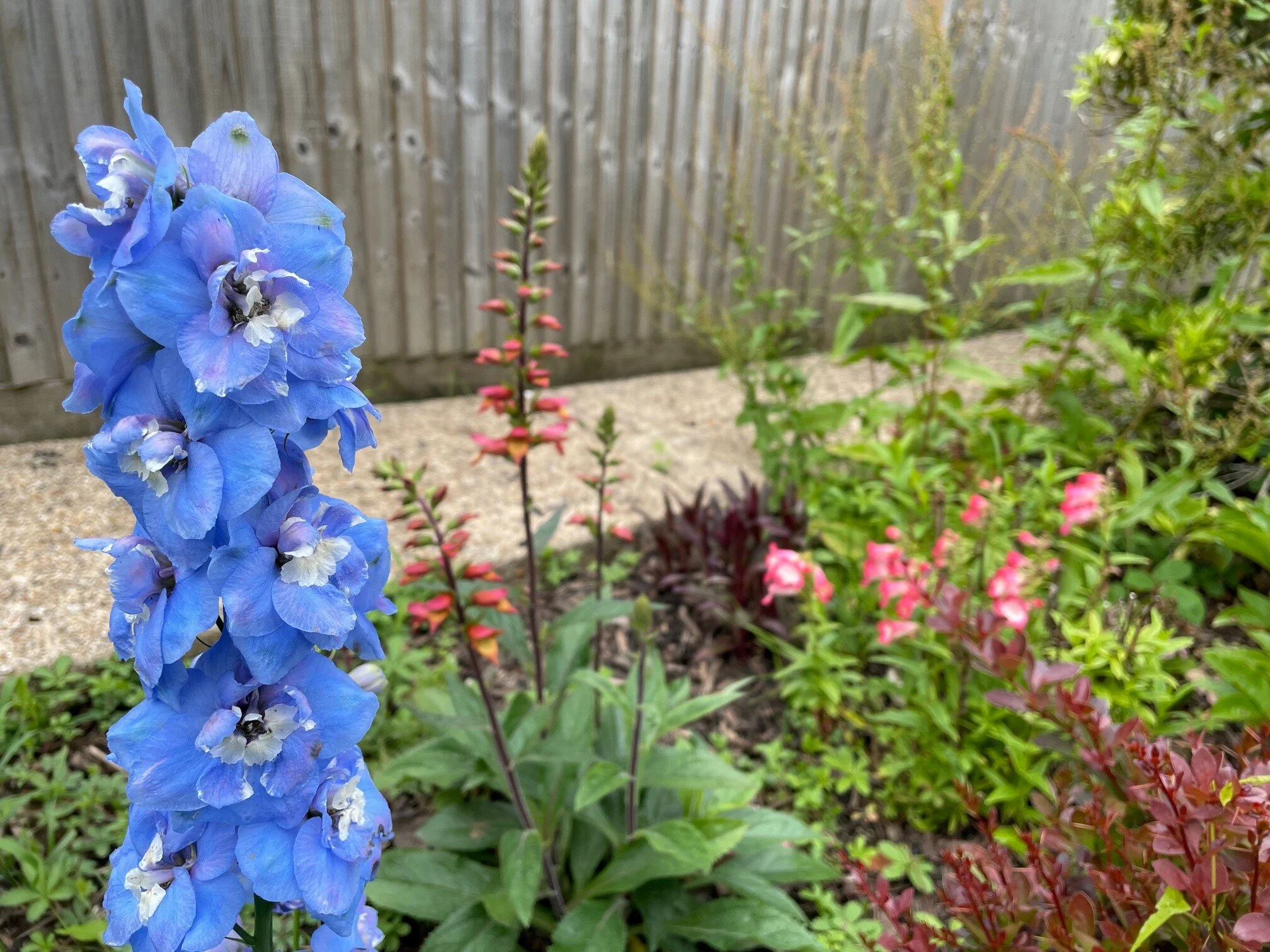 delphinium.jpg