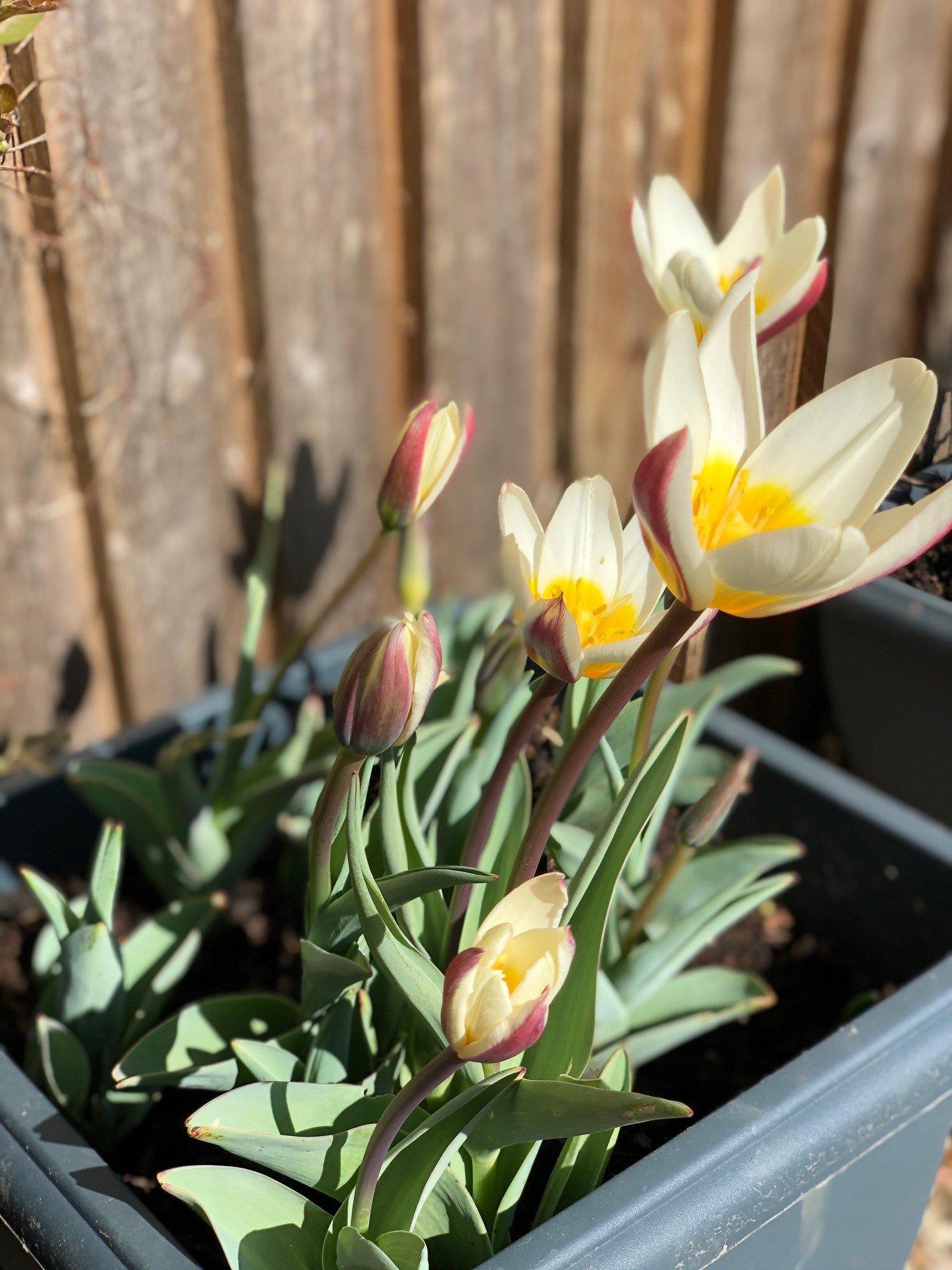 tulipbulbs.jpg