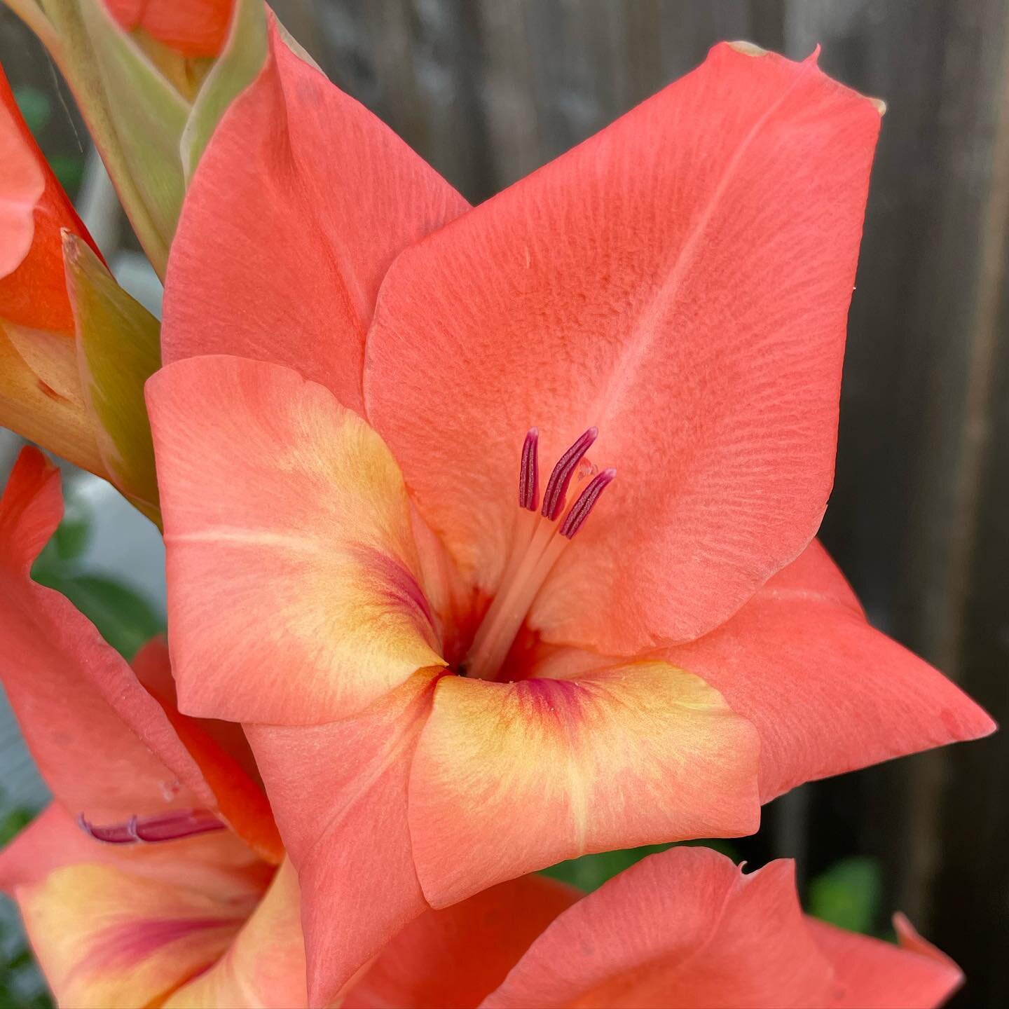 The colour of these is giving me life. They didn&rsquo;t last long so I&rsquo;m glad I got a photo when they were out in full, such a gorgeous coral peach/pink, making my garden feel a tiny bit exotic for a week or so 👌🏻🌺

#gardenflowers #mygarden