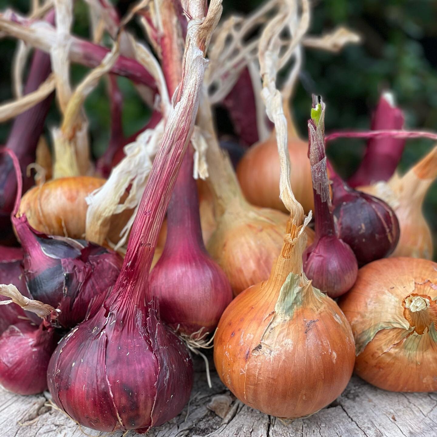The onions have finished drying out and are ready to store and I&rsquo;m in love with this colour combo, it&rsquo;s feelings very autumnal! 

I love growing onions, they are super easy and let&rsquo;s be honest they are a kitchen staple and the base 