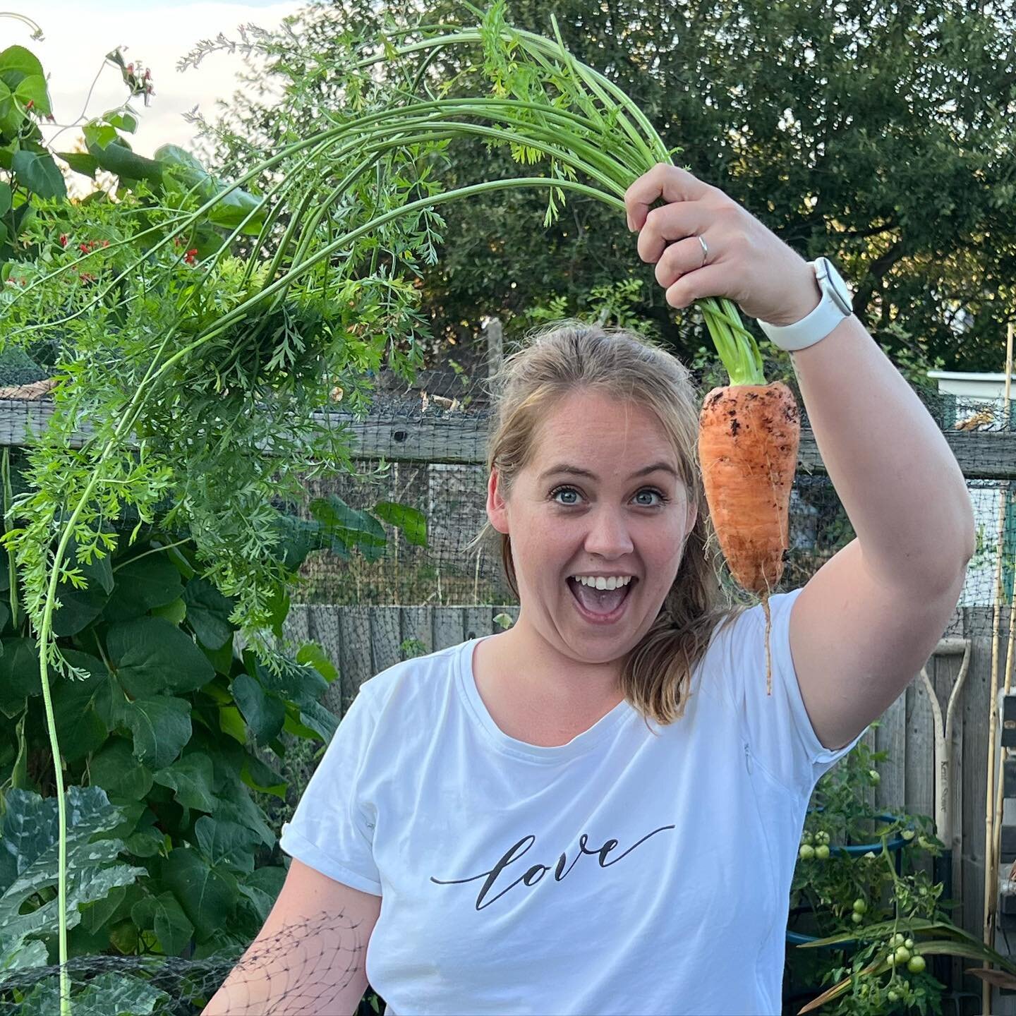 🥕 Carrot Picking 🥕 
Nothing beats the feeling of pulling up a giant carrot, after months of not knowing how big it has grown. We always get a mix in sizes but this one was a whopper! 

#homegrownveg #carrots #homegrowncarrots #grownfromseed #mygard