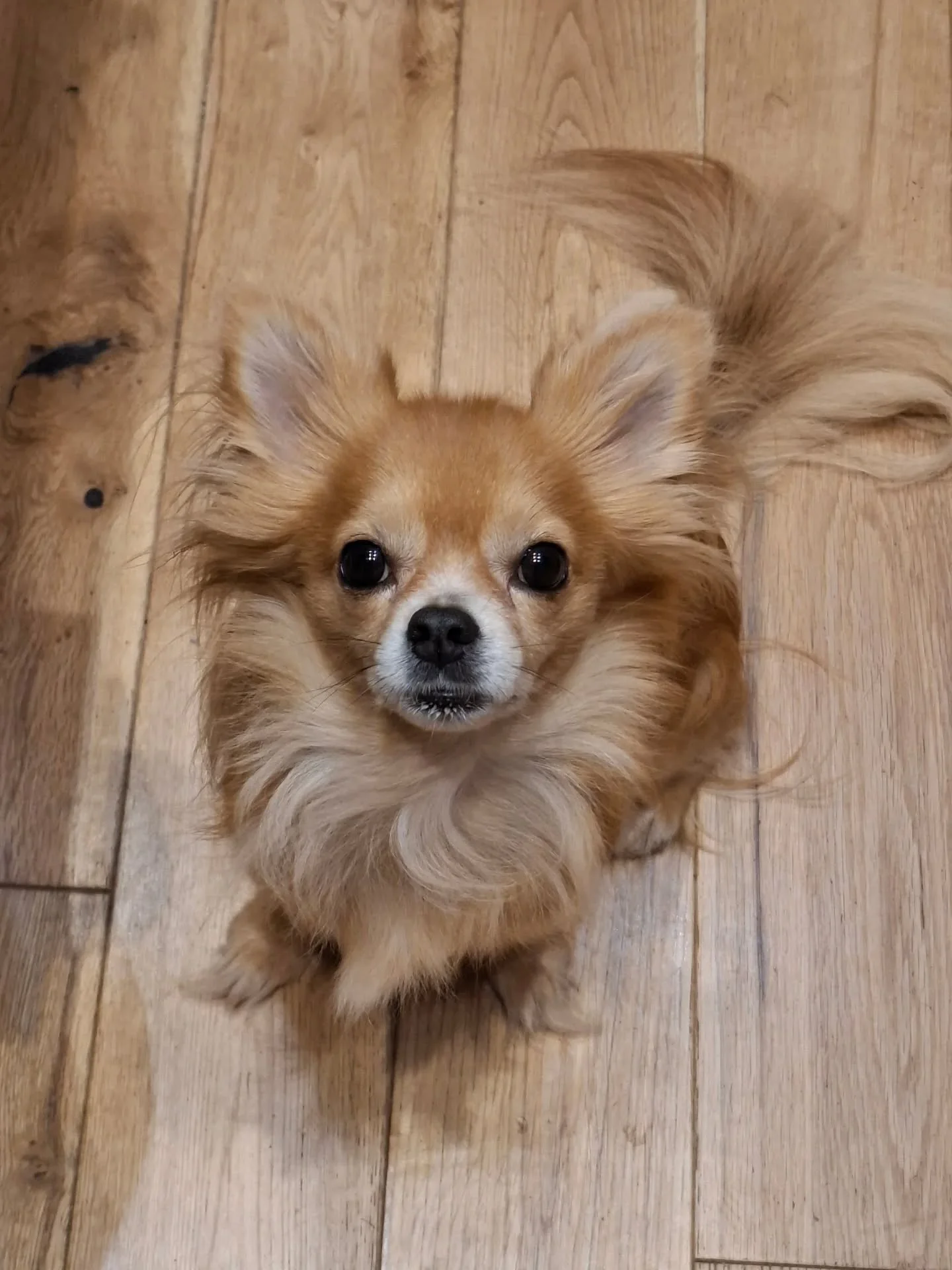 💜 I&rsquo;ve been feeling incredibly uncomfortable about sharing this (hence the cute Pablo pic!), but I am blessed and lucky enough that quite a few lovely people have been asking how they can support me right now.

I&rsquo;ve put together an Amazo