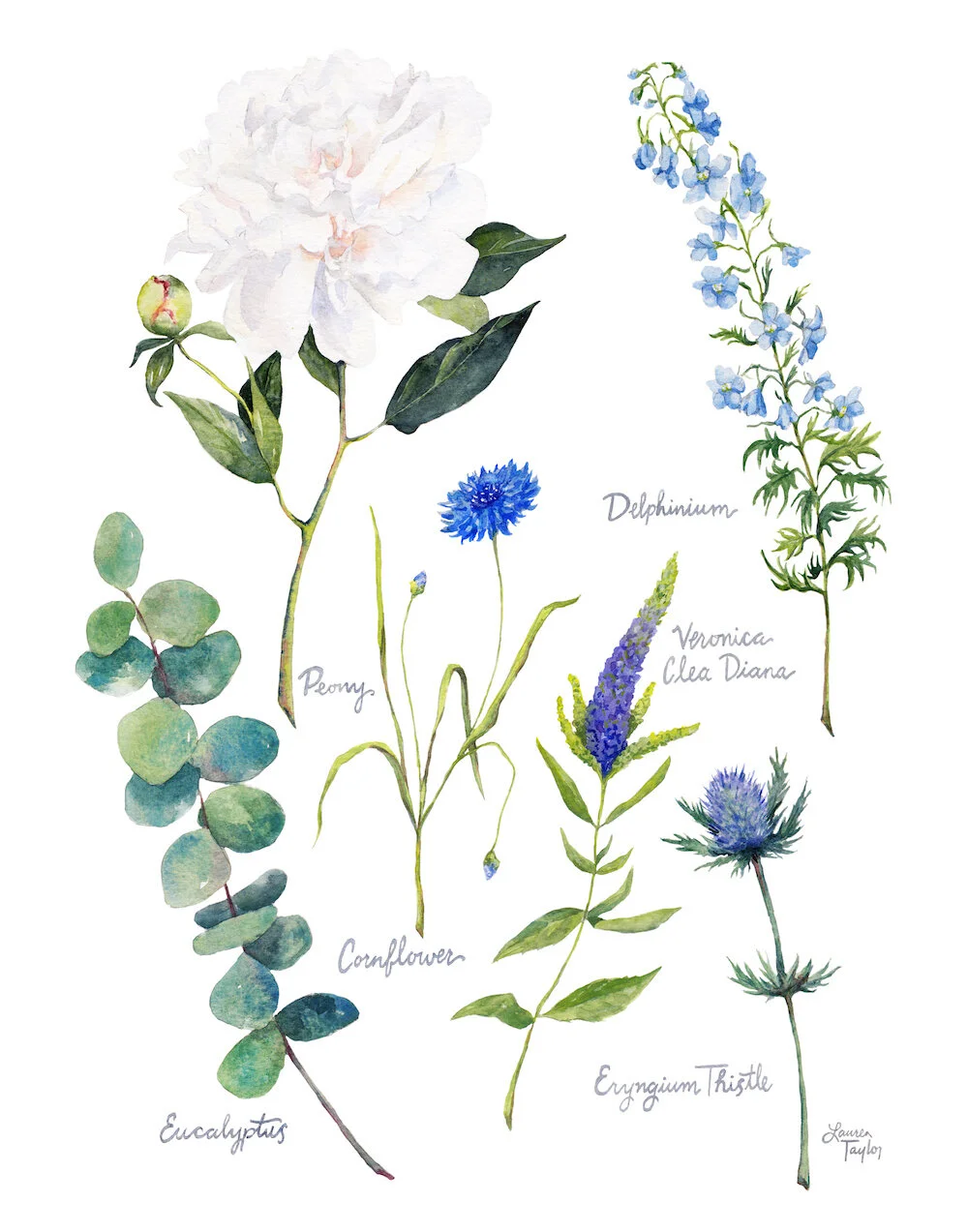 Portfolio Botanicals copy.jpg
