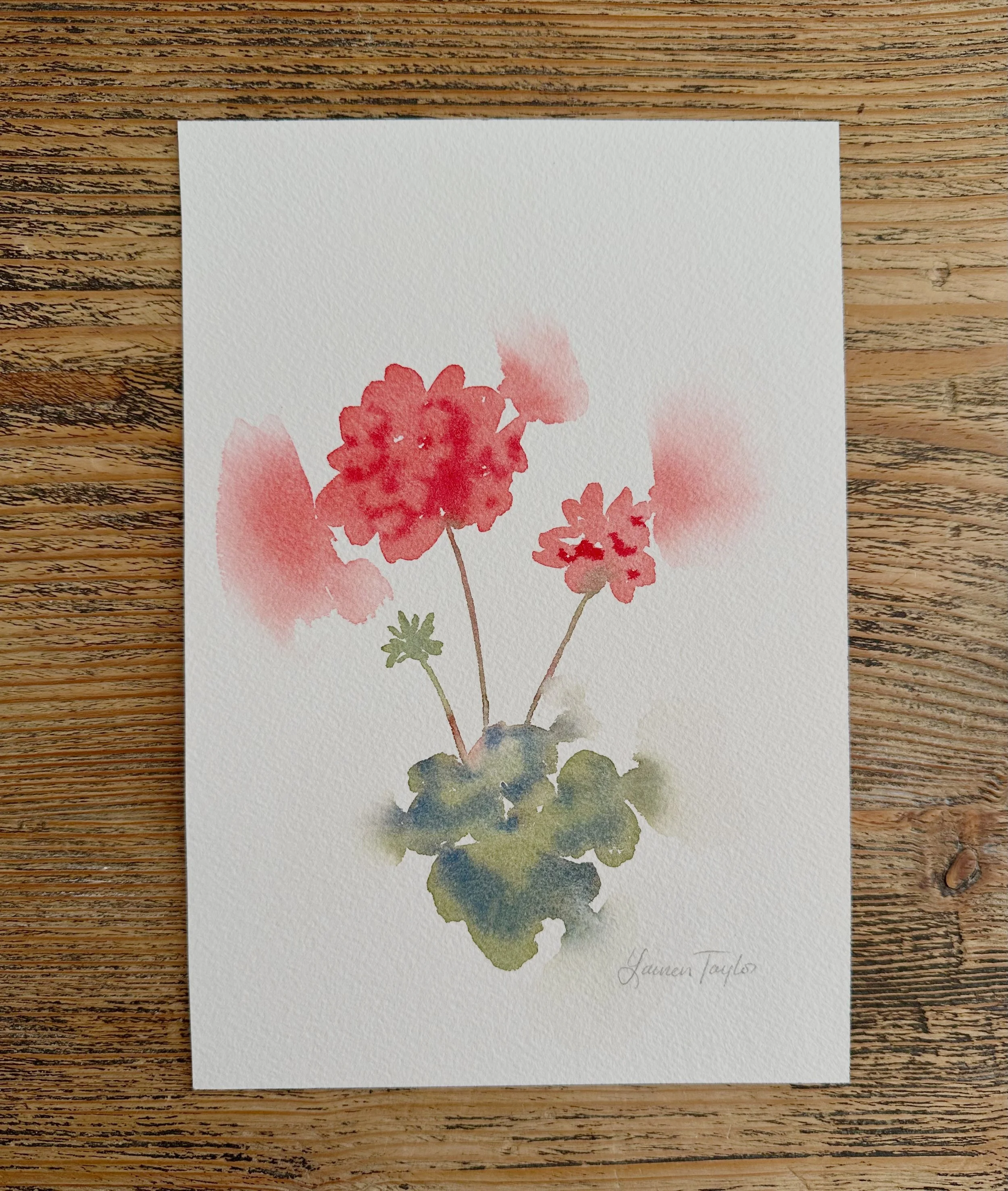 Mini Geranium