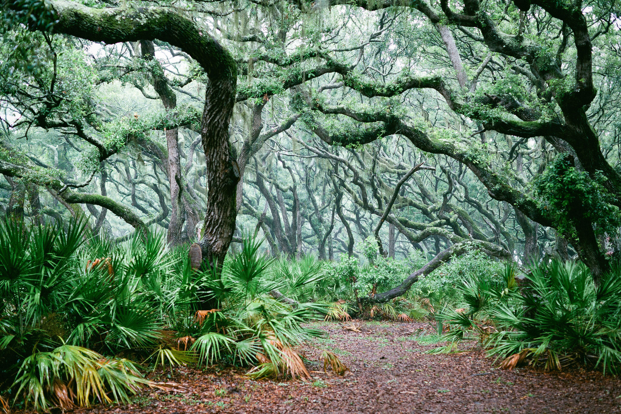 Cumberland Island, Georgia