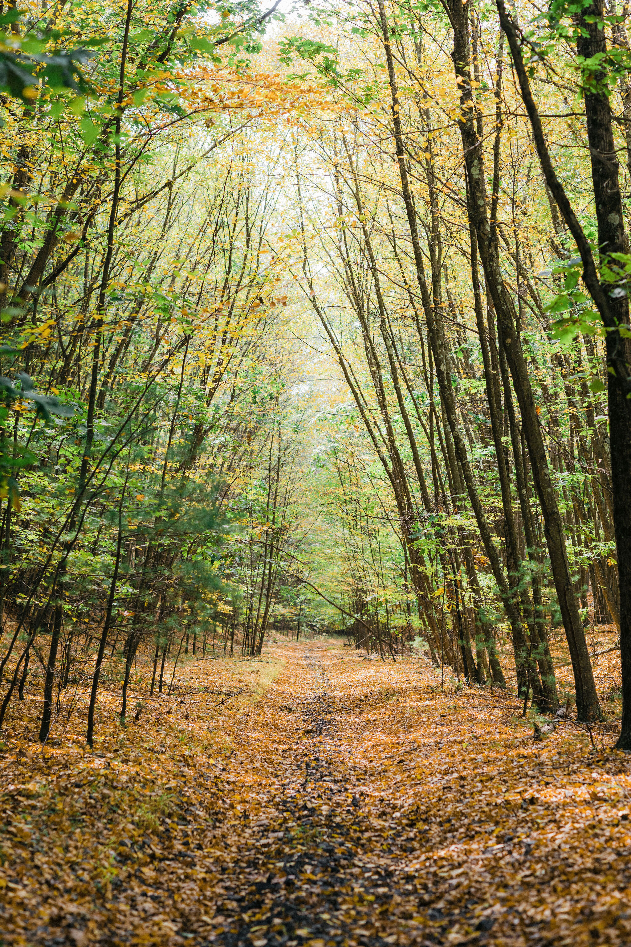 Forage Pizza | The Catskills