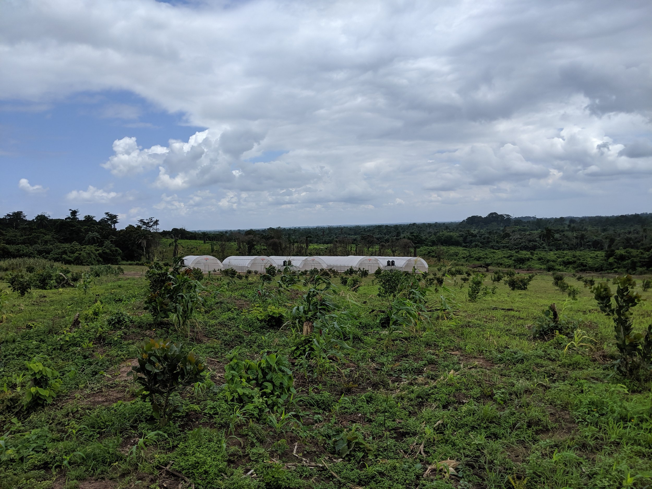 G.A.S. Ijebu Farm crops.jpg