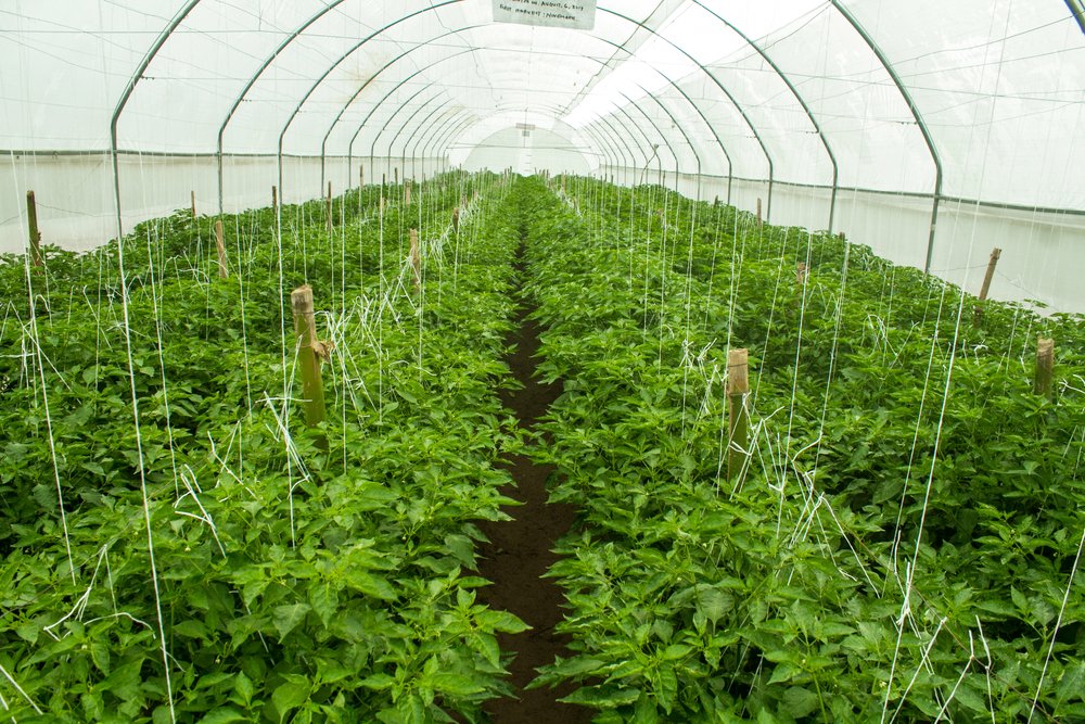 G.A.S. Ijebu Farm crops in a greenhouse.jpg