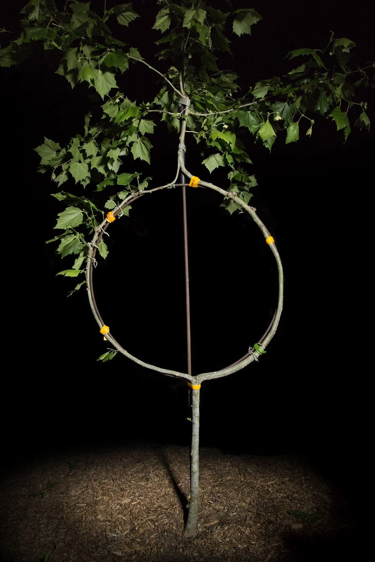 Opportunities for Nature-Loving Artists