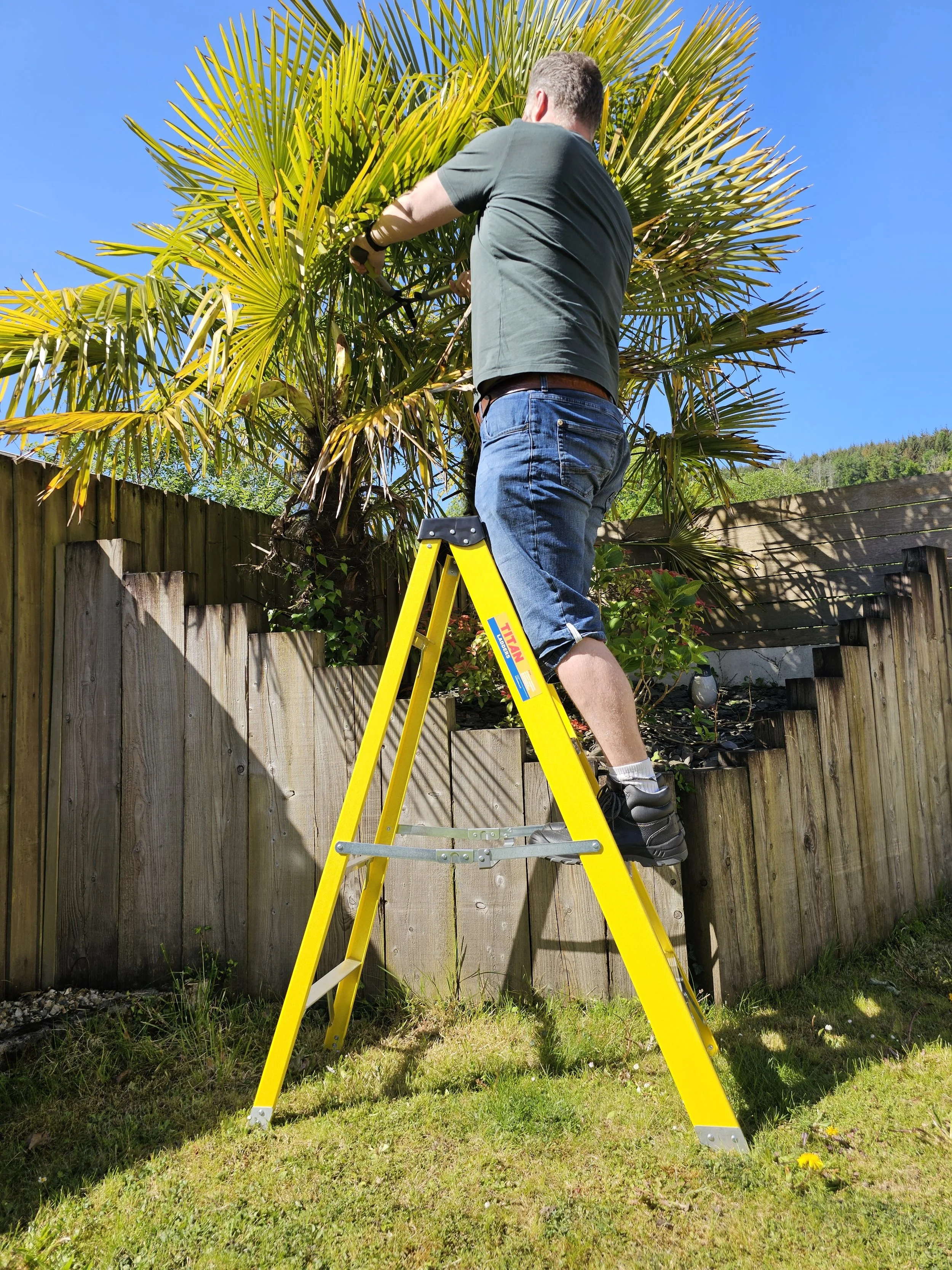 Landscaper using step ladder for tree pruning in garden