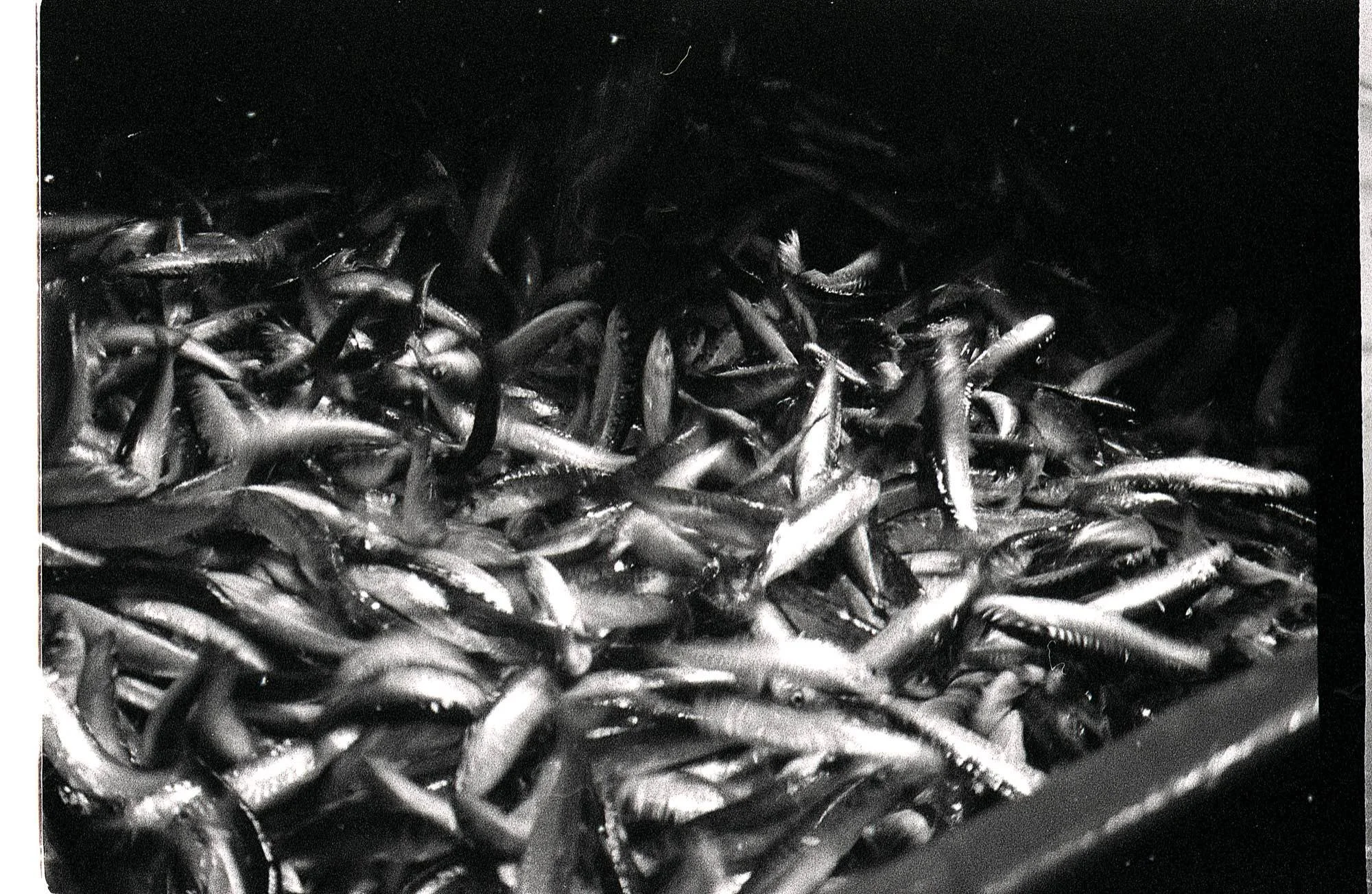 PHOTO58.jpg