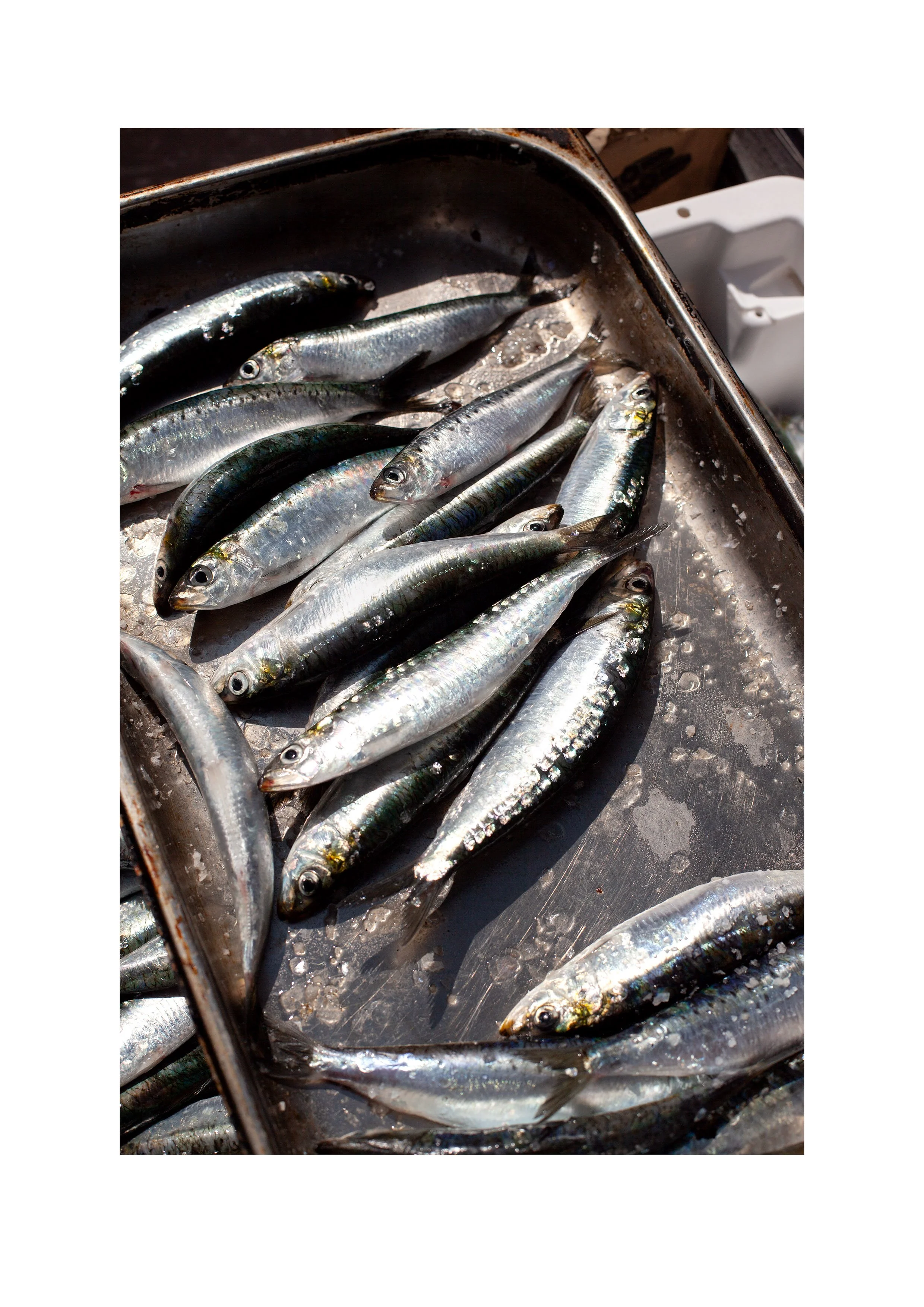 sardine-a4.jpg (Copy)