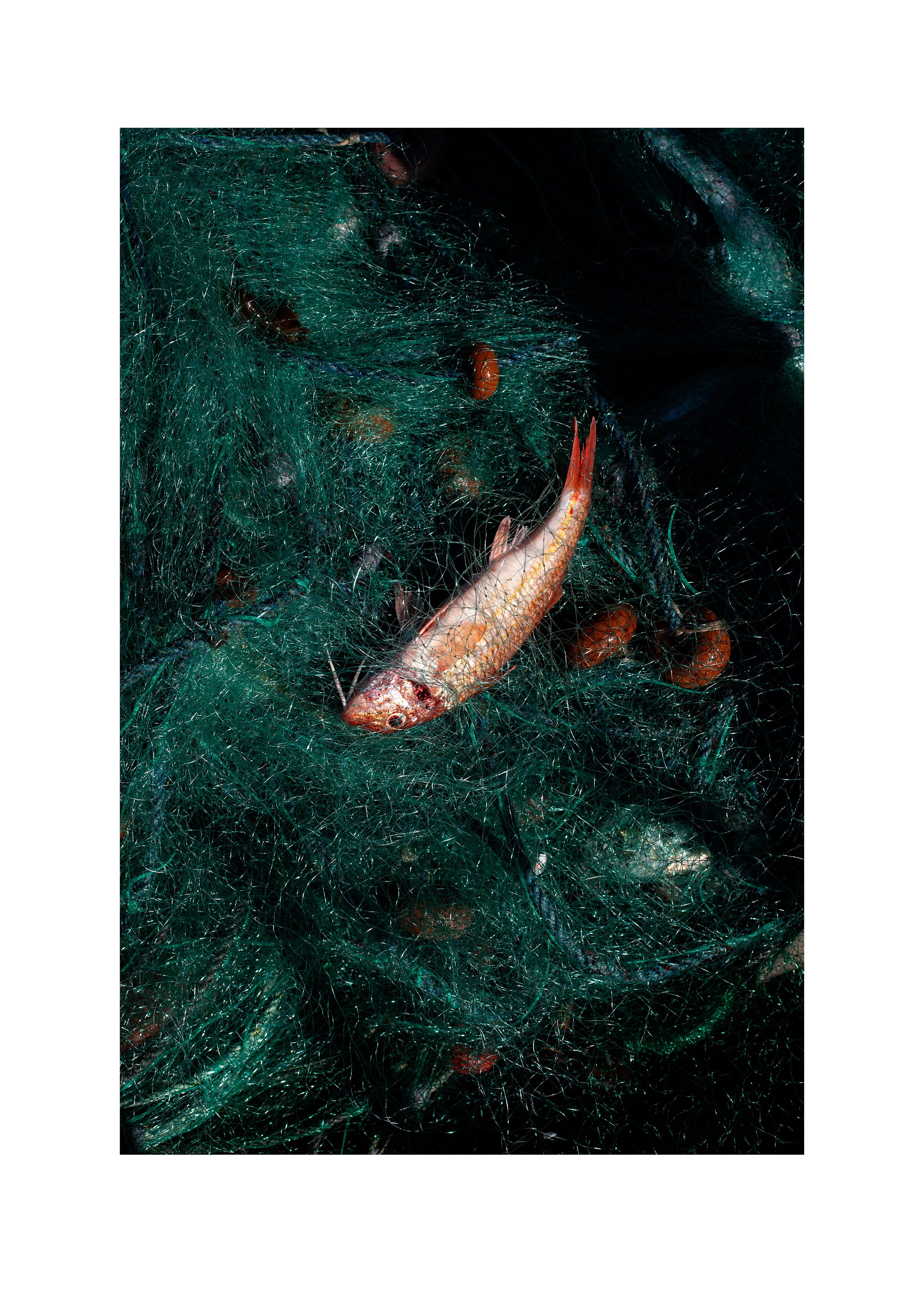 mullet-a4.jpg (Copy)