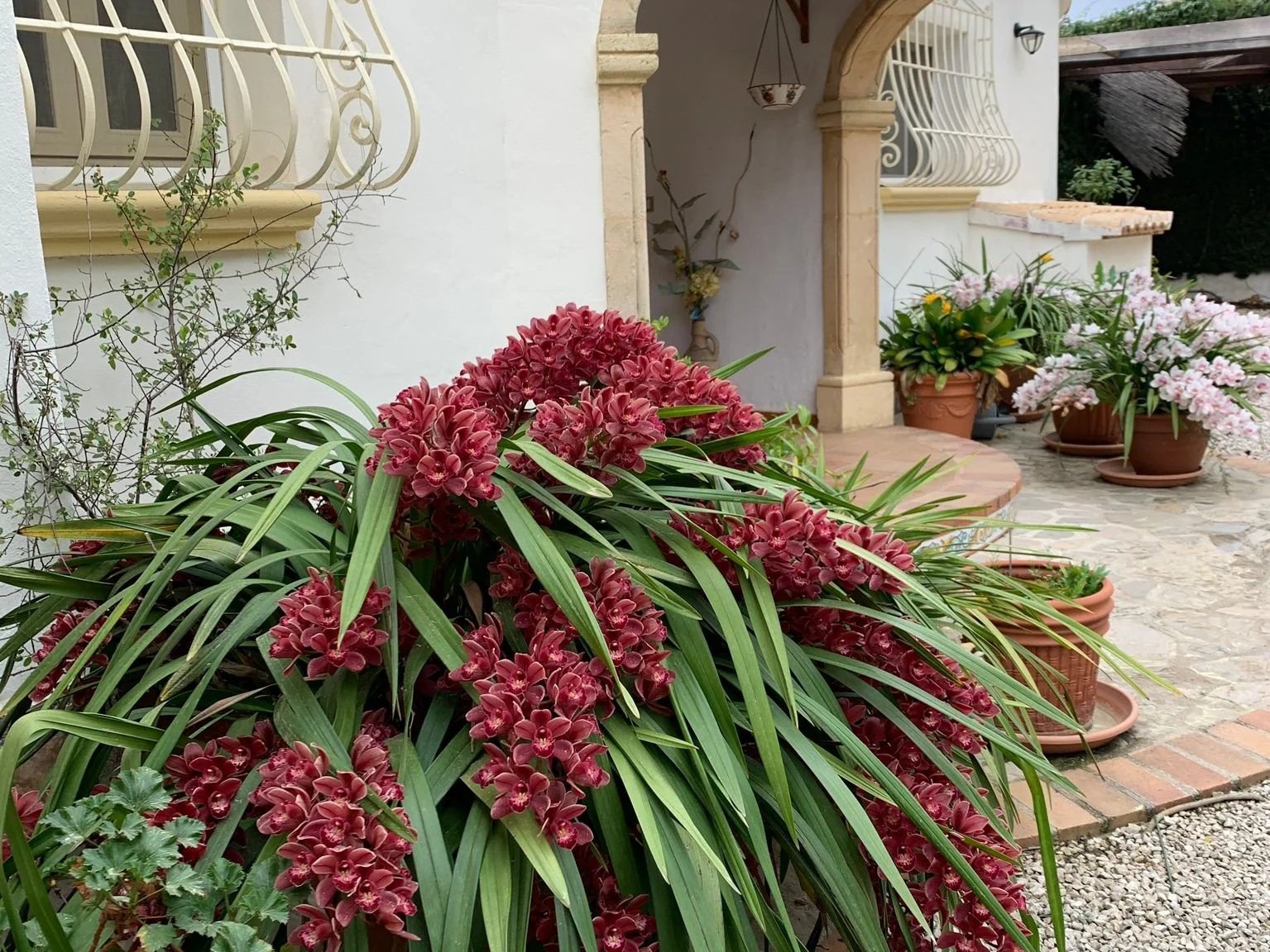 Costa Blanca MontgoPalms orchids
