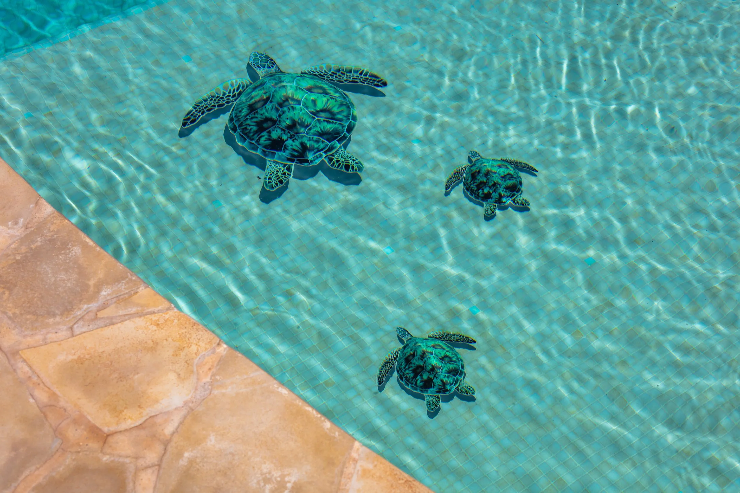 Turtle tiles in the pool