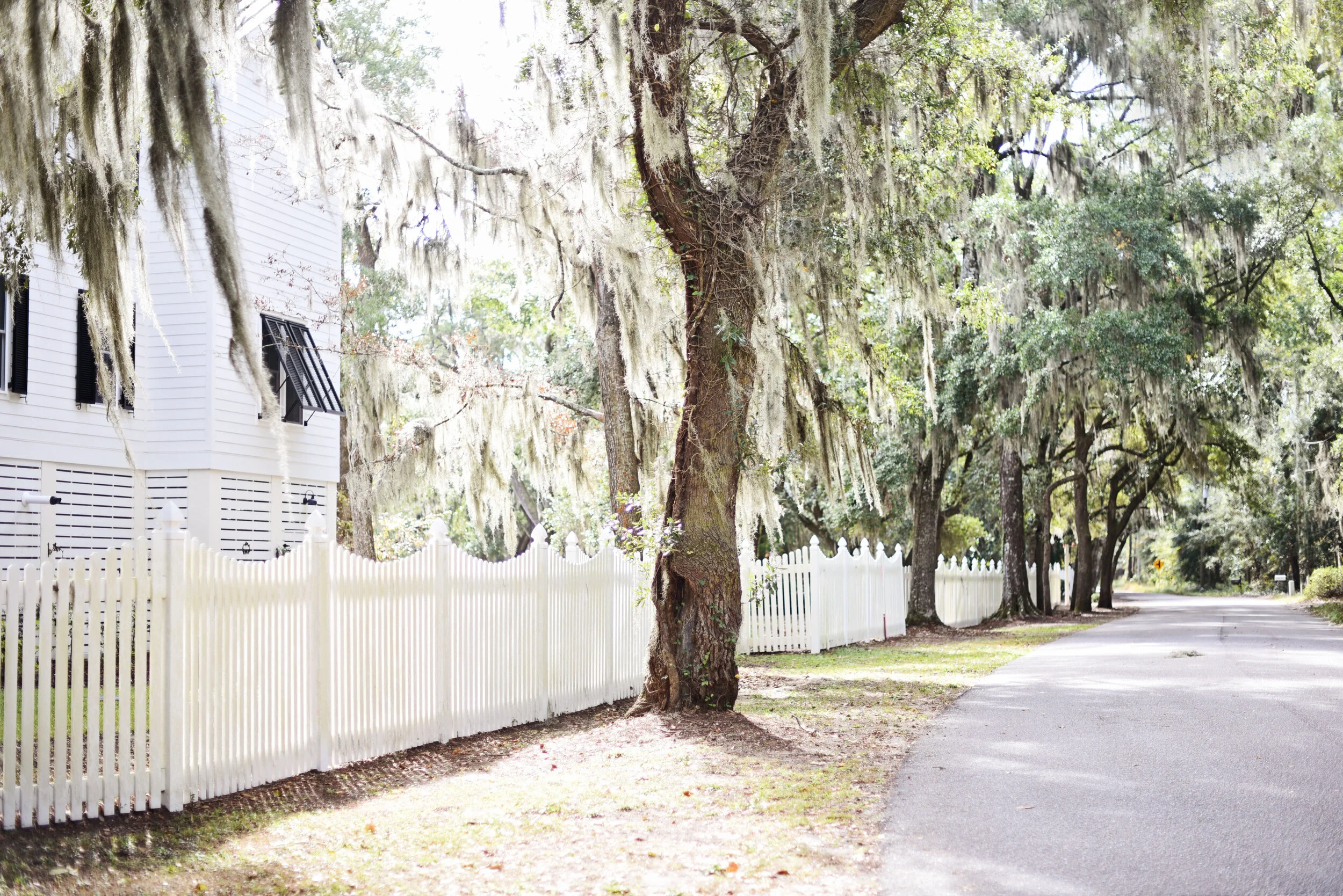 White house with black shutters beside a road, flanked by a white picket fence and shaded by trees draped with Spanish moss.