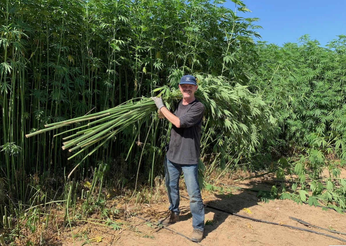 Lawrence Serbin carries some of the 20-foot-tall industrial hemp being grown in California fields. Hemp Traders are working with a factory located in the Central Valley to grow and process the hemp into fibers for use in industry applications. Photo courtesy of  L. Serbin